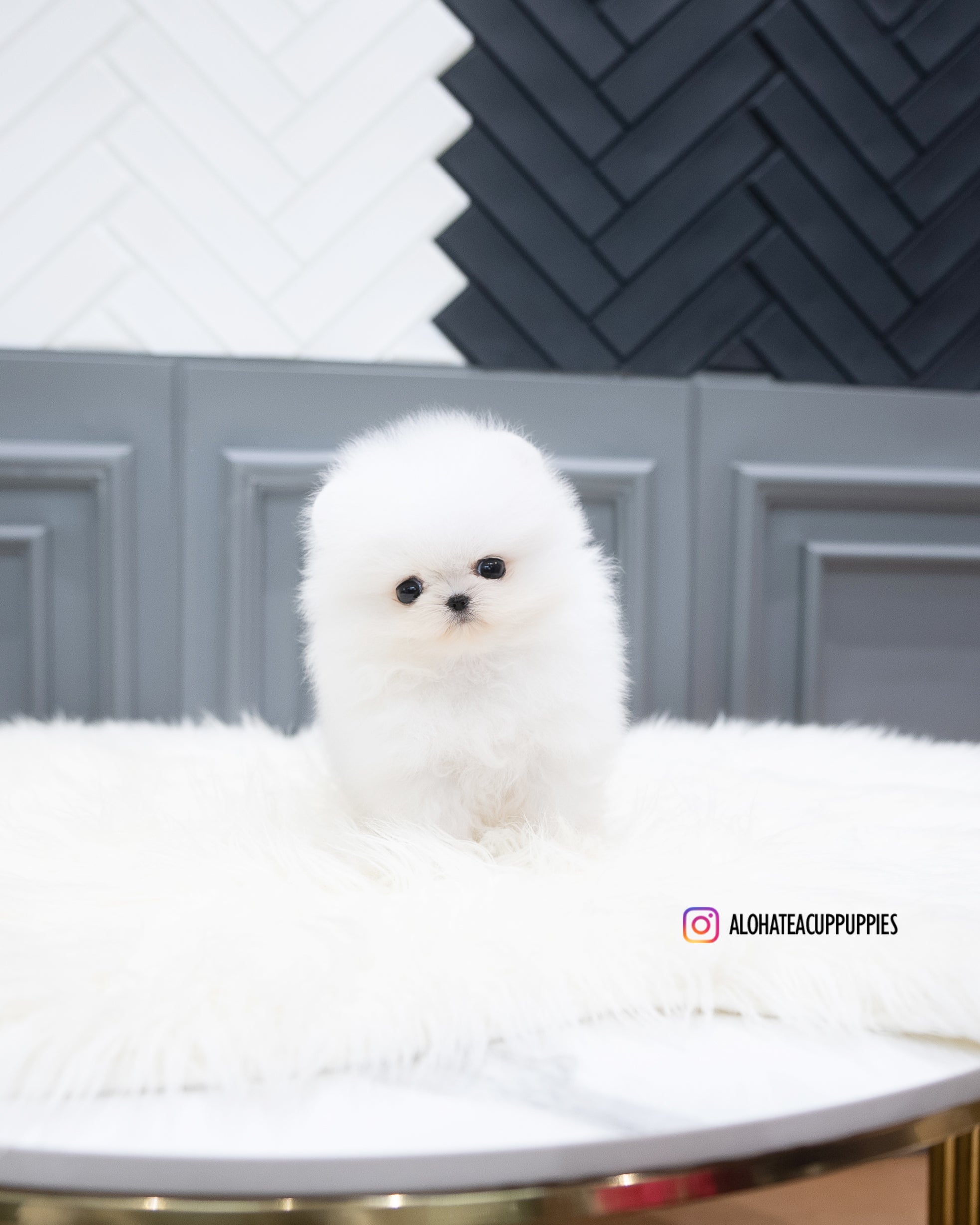 Adam [TEACUP POMERANIAN]
