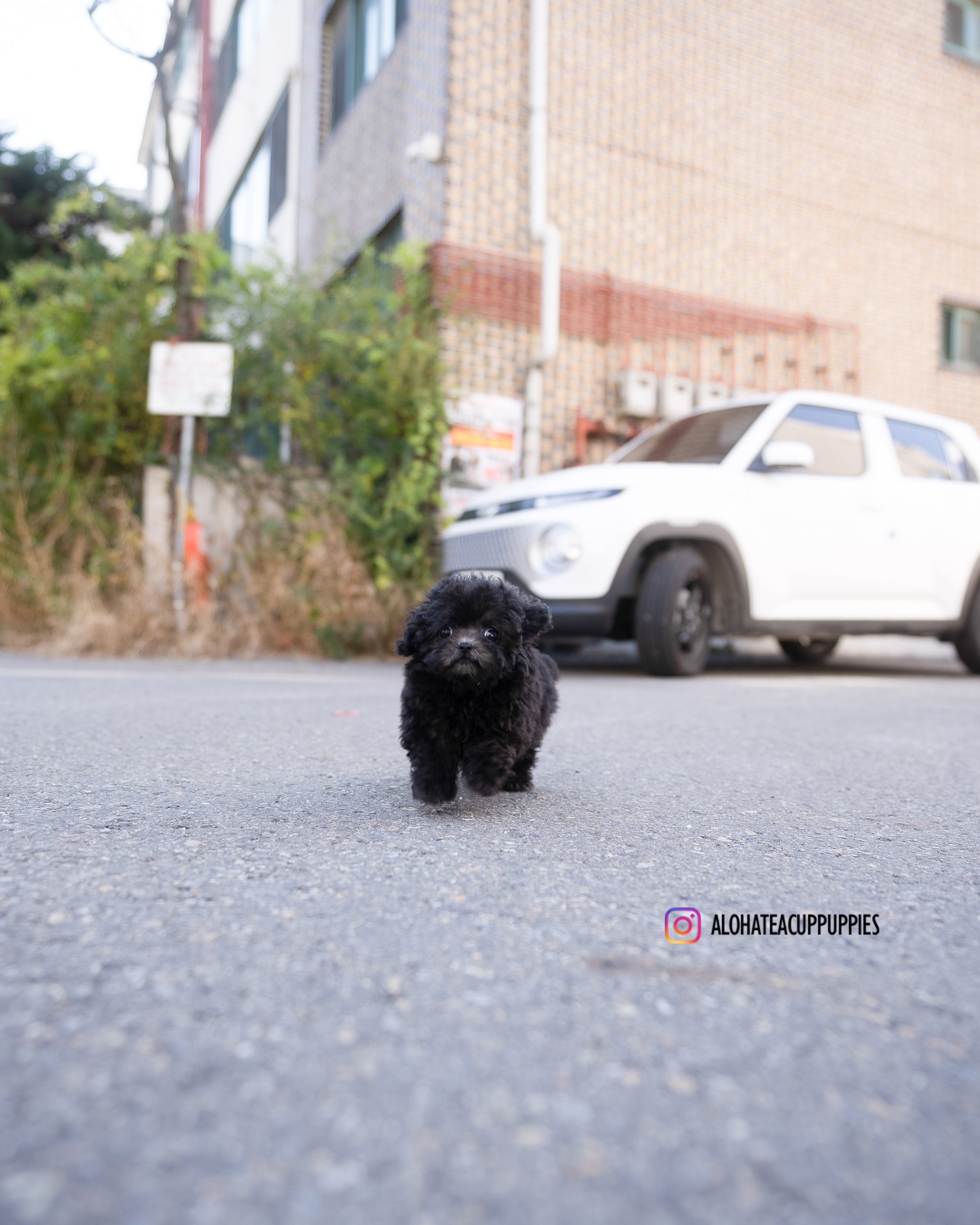 Blake [TEACUP POODLE]