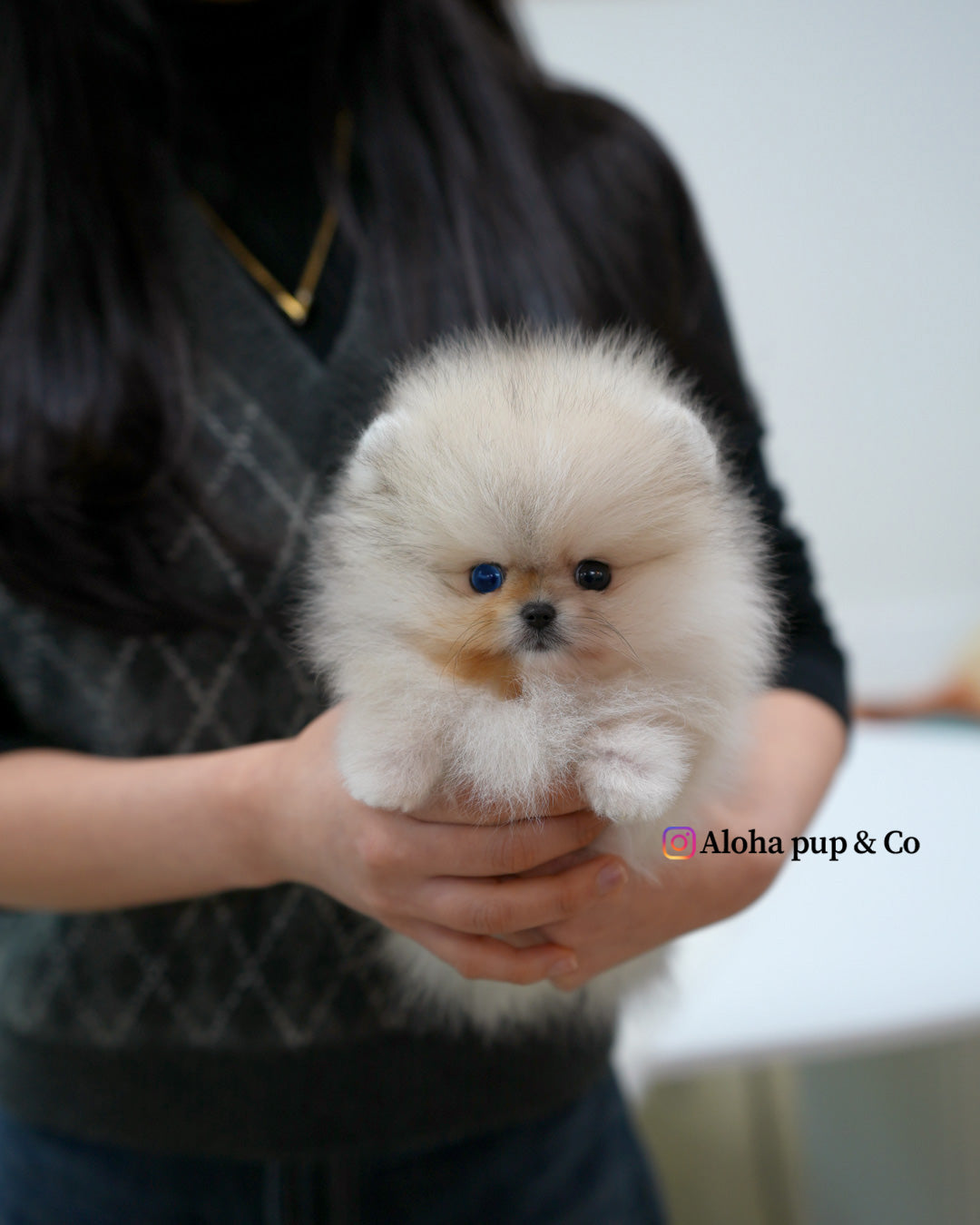 Rocco [POMERANIA TAZA DE TÉ]