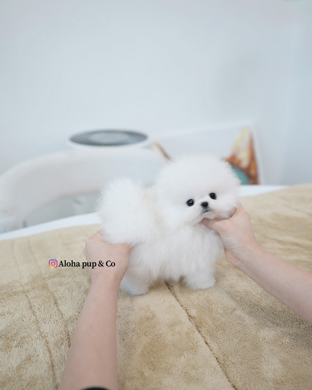 Tom [POMERANIA TIPO TAZA]