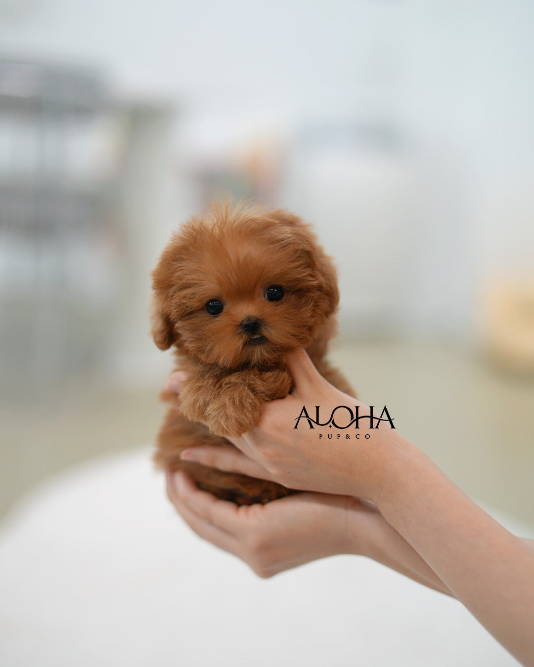 Lizzy [TEACUP MALTIPOO]