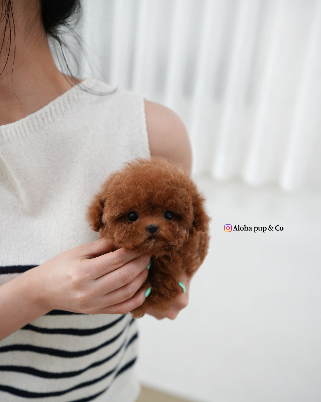 Ozzy [TEACUP MALTIPOO]