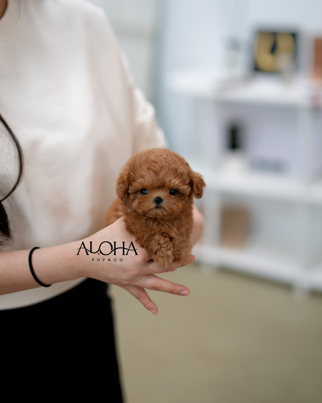 Etro [MALTIPOO TAZA DE TÉ]
