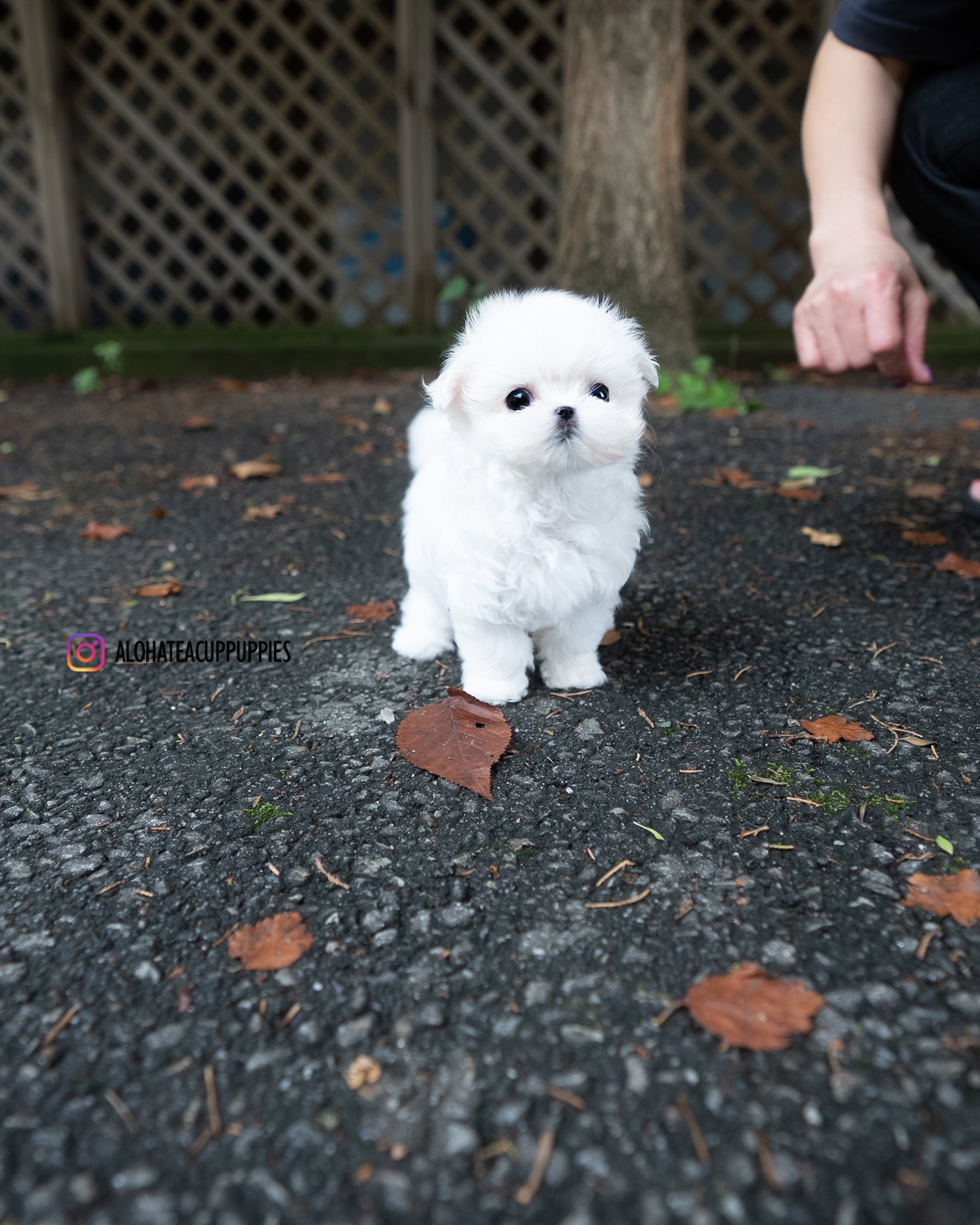 Juliette [TEACUP MALTESE]