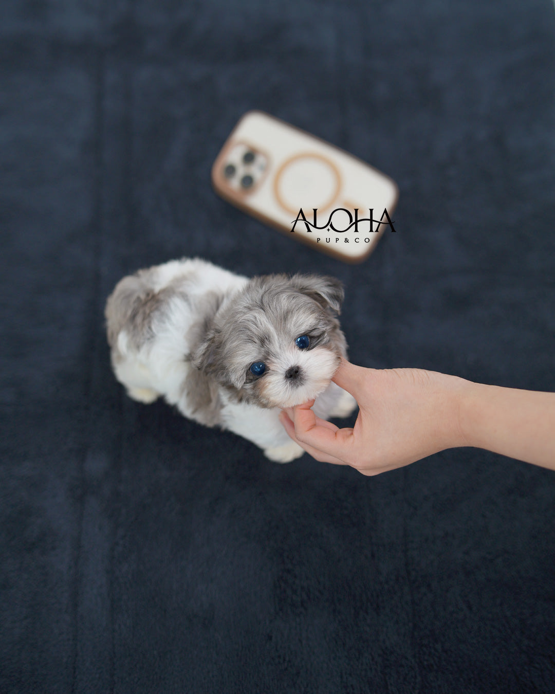 Felix [TEACUP MALTIPOO]