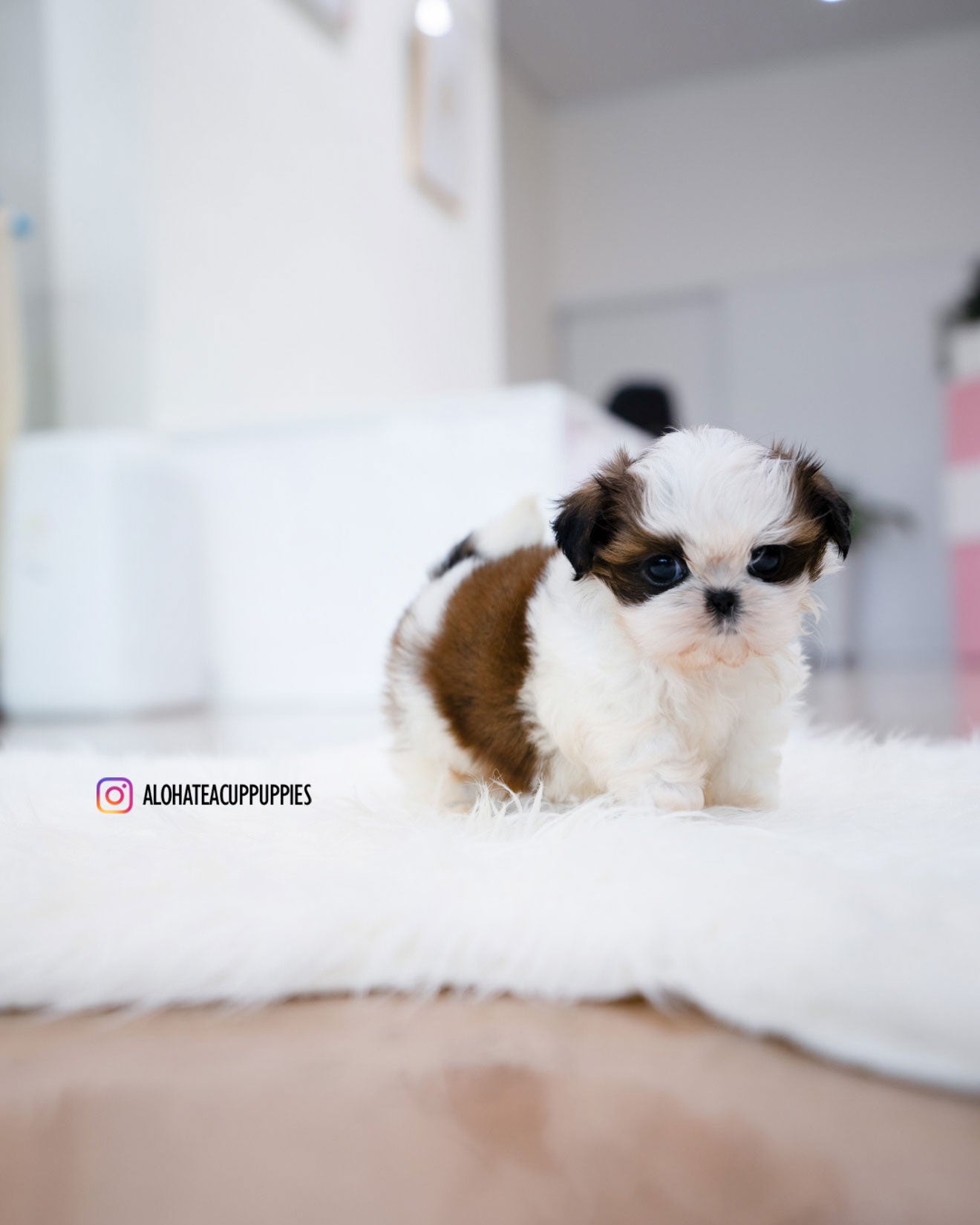 Jorro [Mini SHIHTZU]