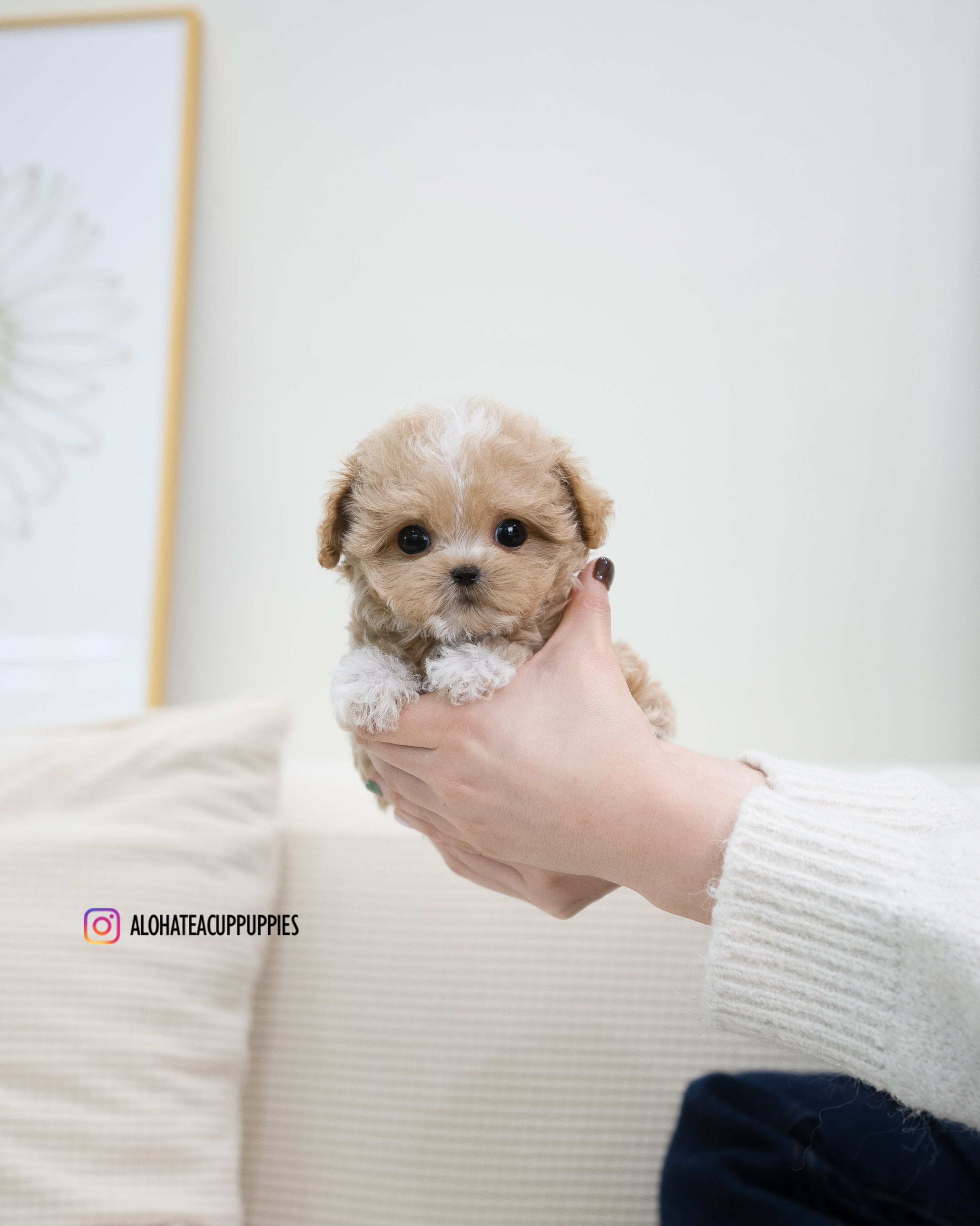 Ryan [TEACUP MALTIPOO]