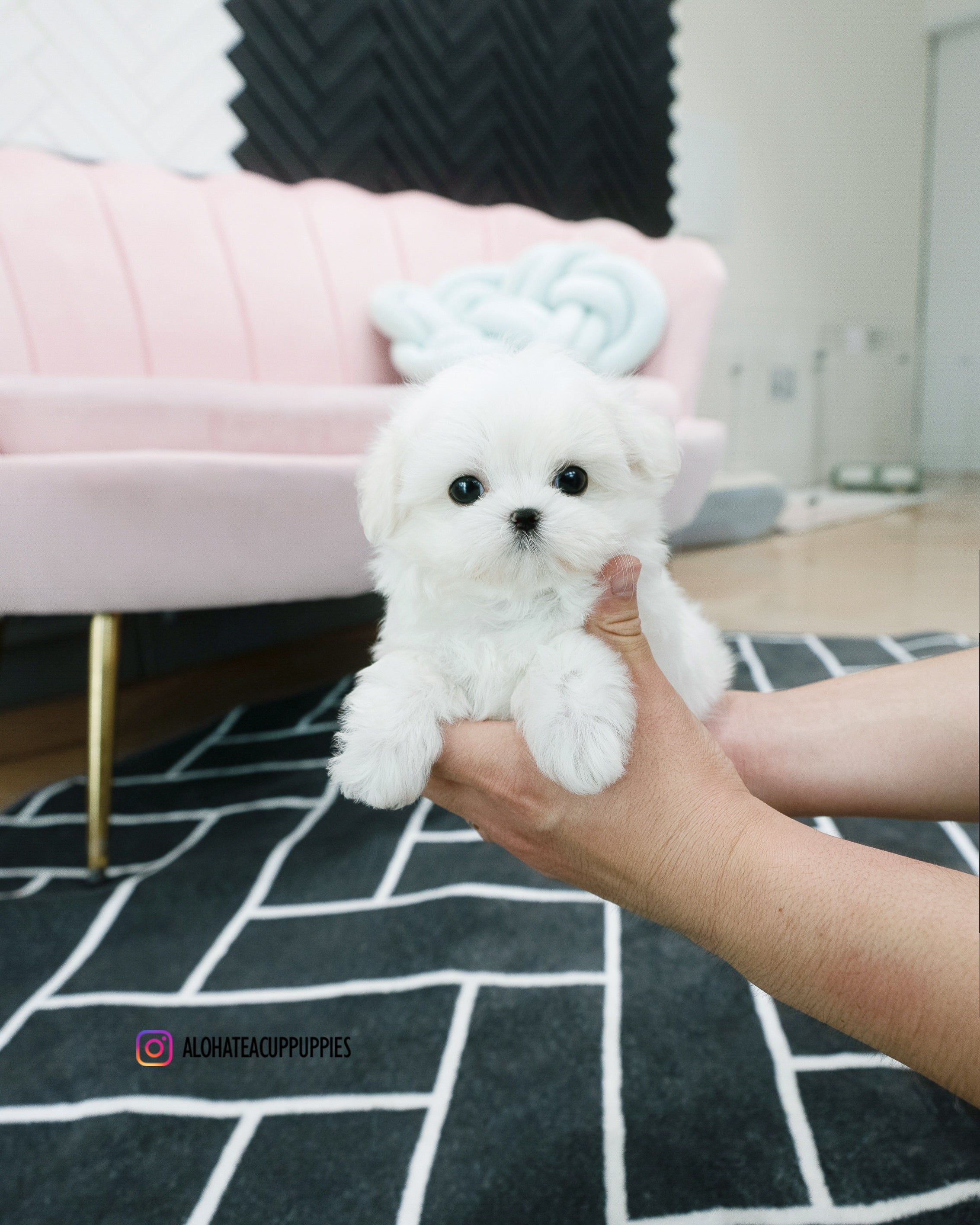 Dory [TEACUP MALTESE]