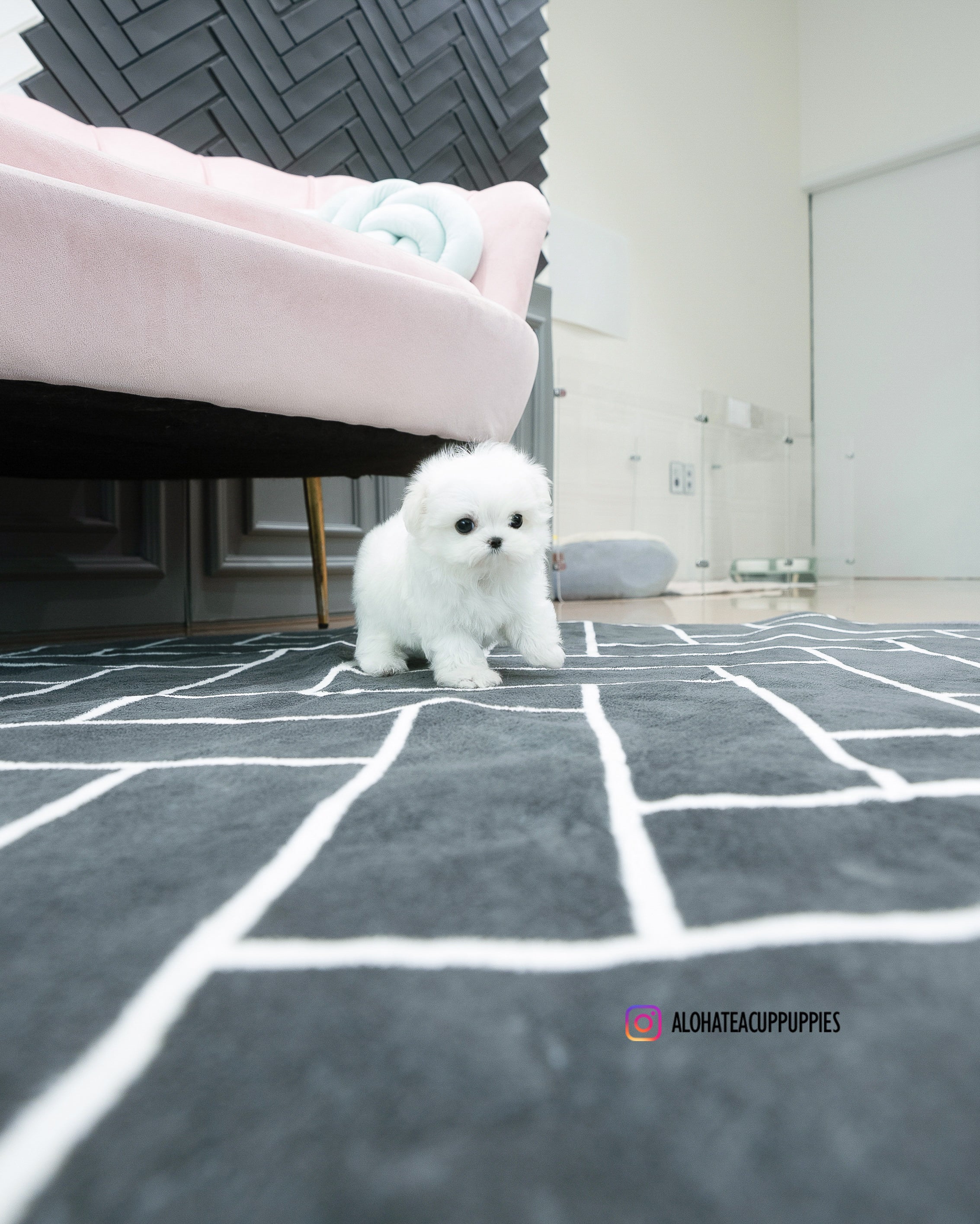 Dory [TEACUP MALTESE]