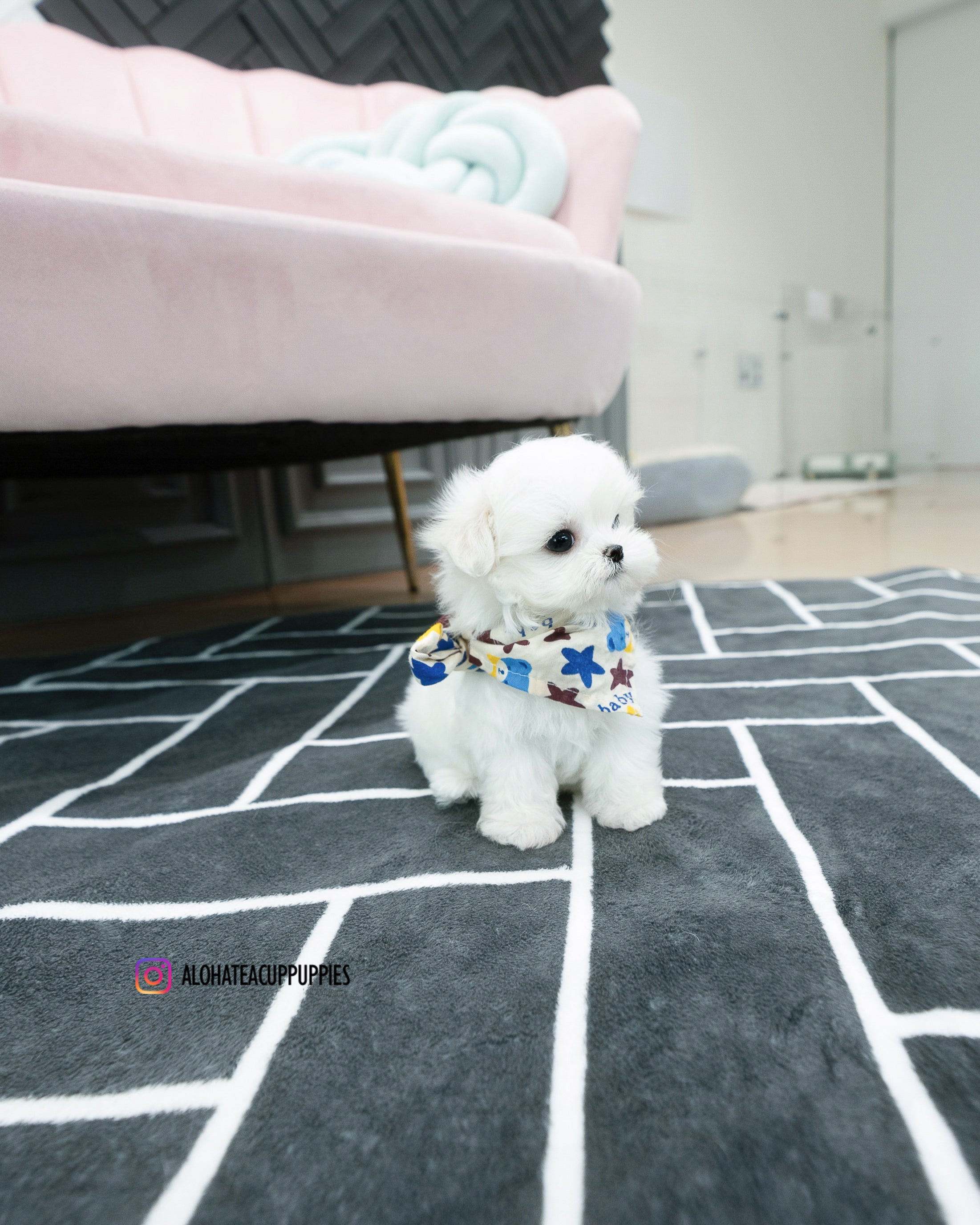 Dory [TEACUP MALTESE]