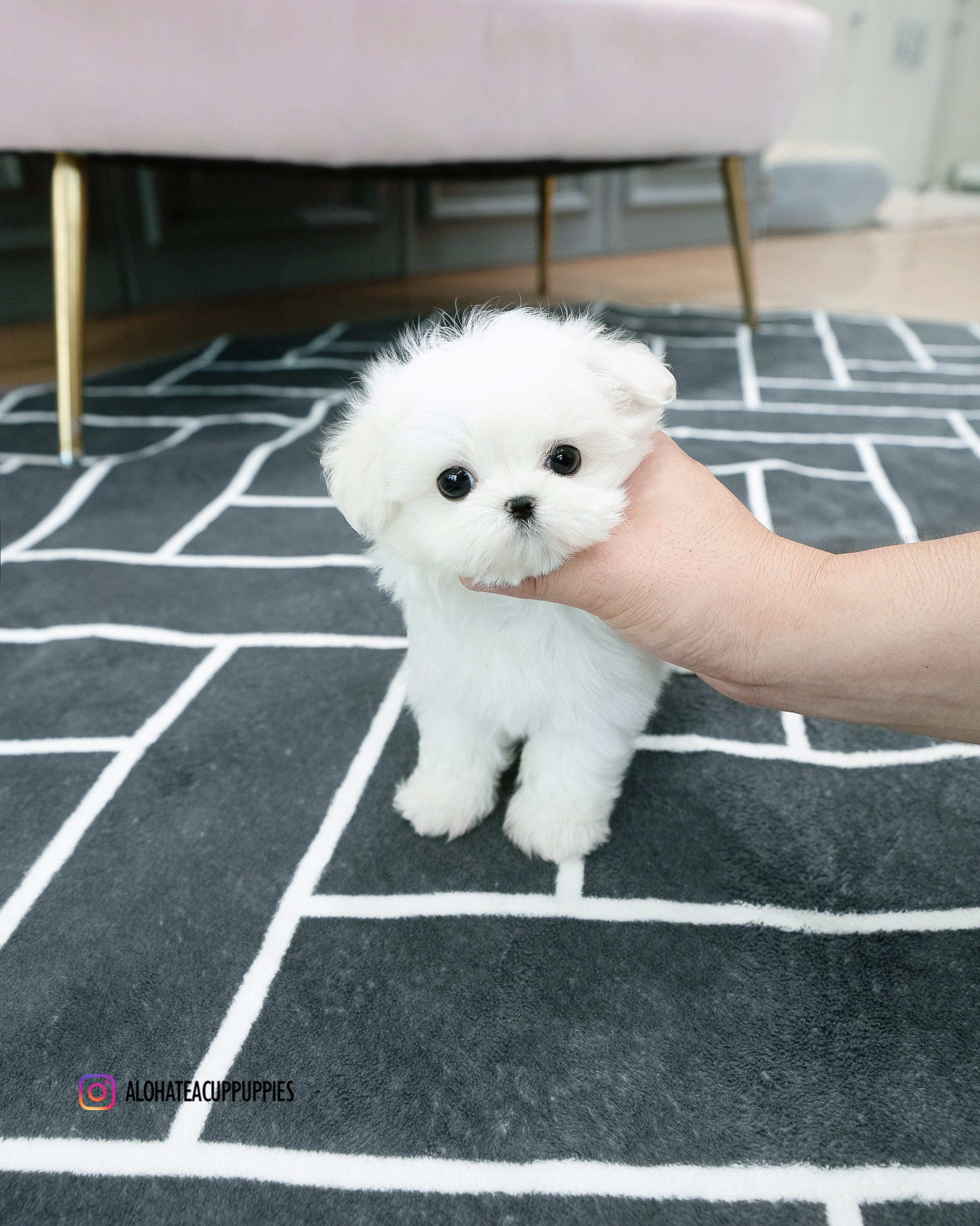 Dory [TEACUP MALTESE]