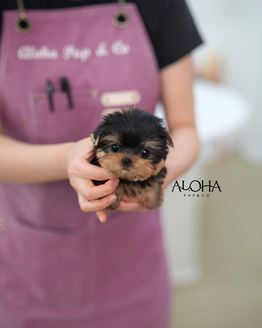 Tara [Teacup Yorkie]