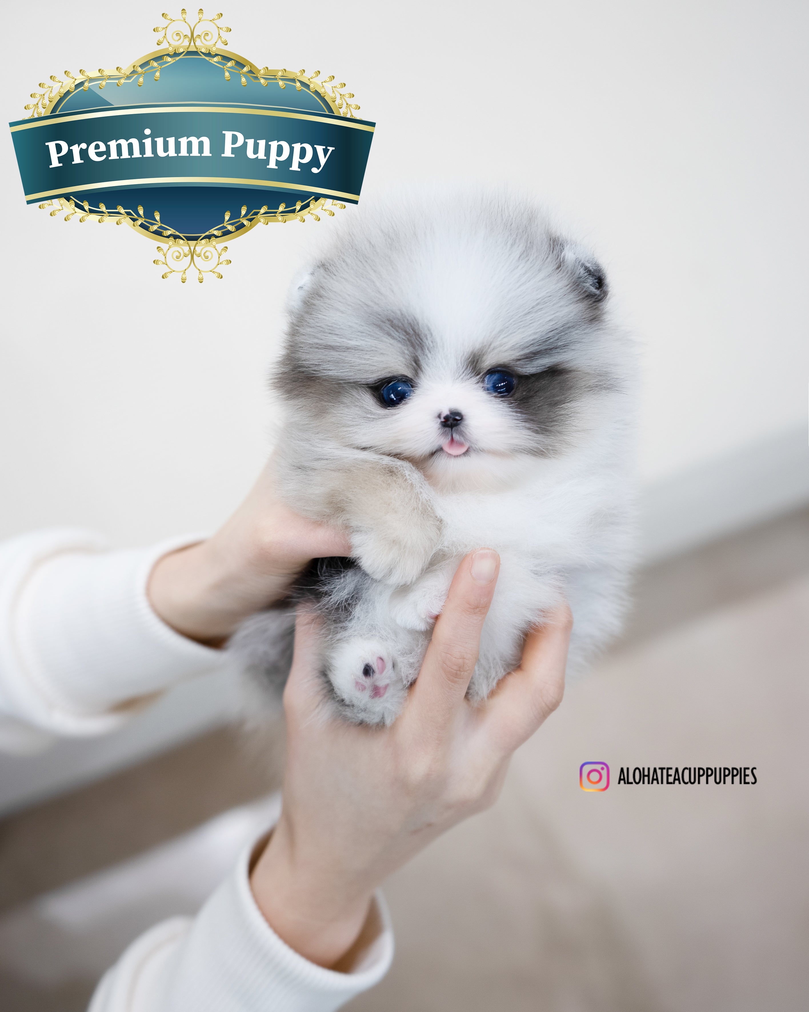Peach [TEACUP POMERANIAN]