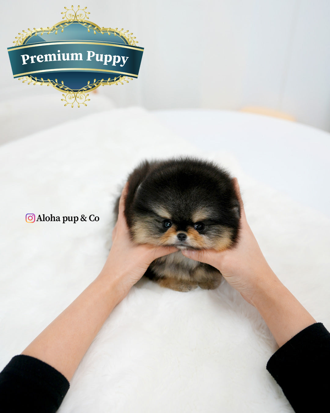 Dolce [POMERANIA DE TAZA]