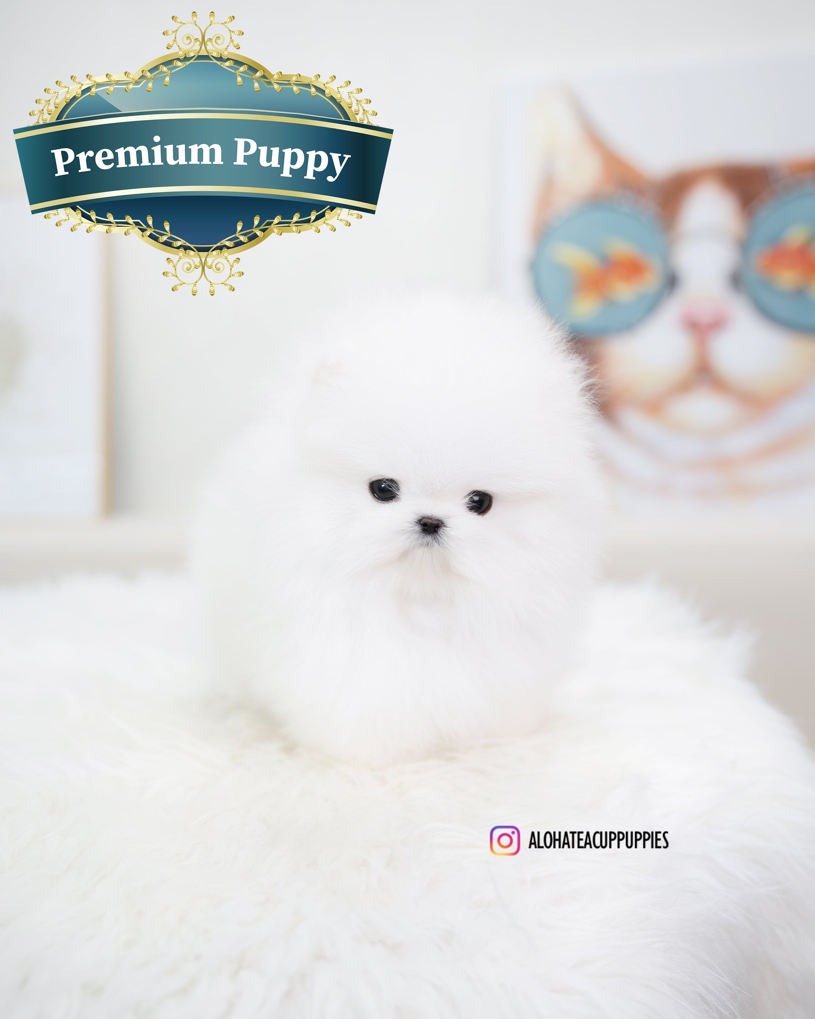 Larry [TEACUP POMERANIAN]