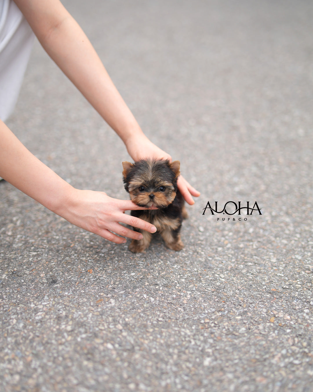 Dana [Teacup Yorkie]