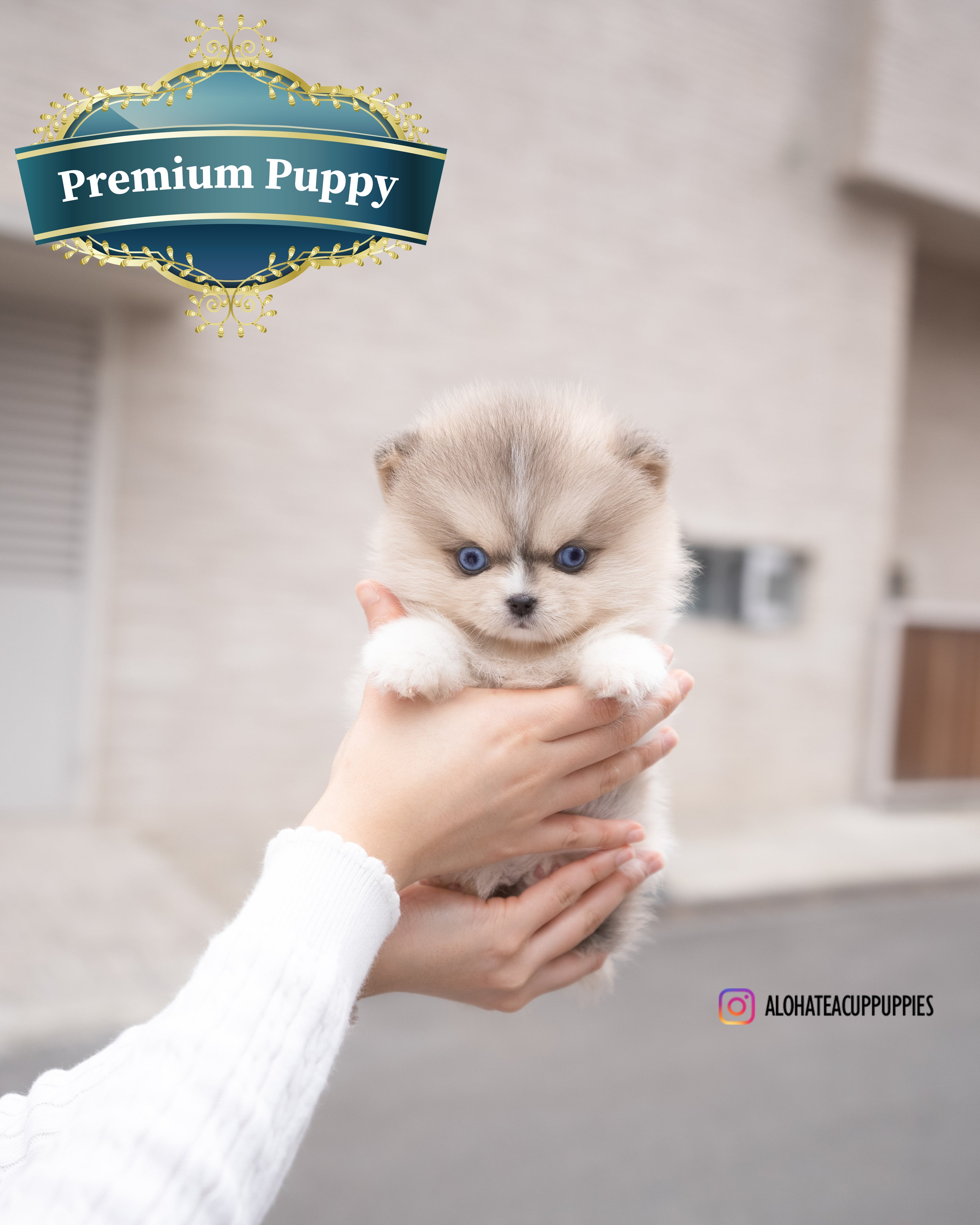 Moana [TEACUP POMSKY]