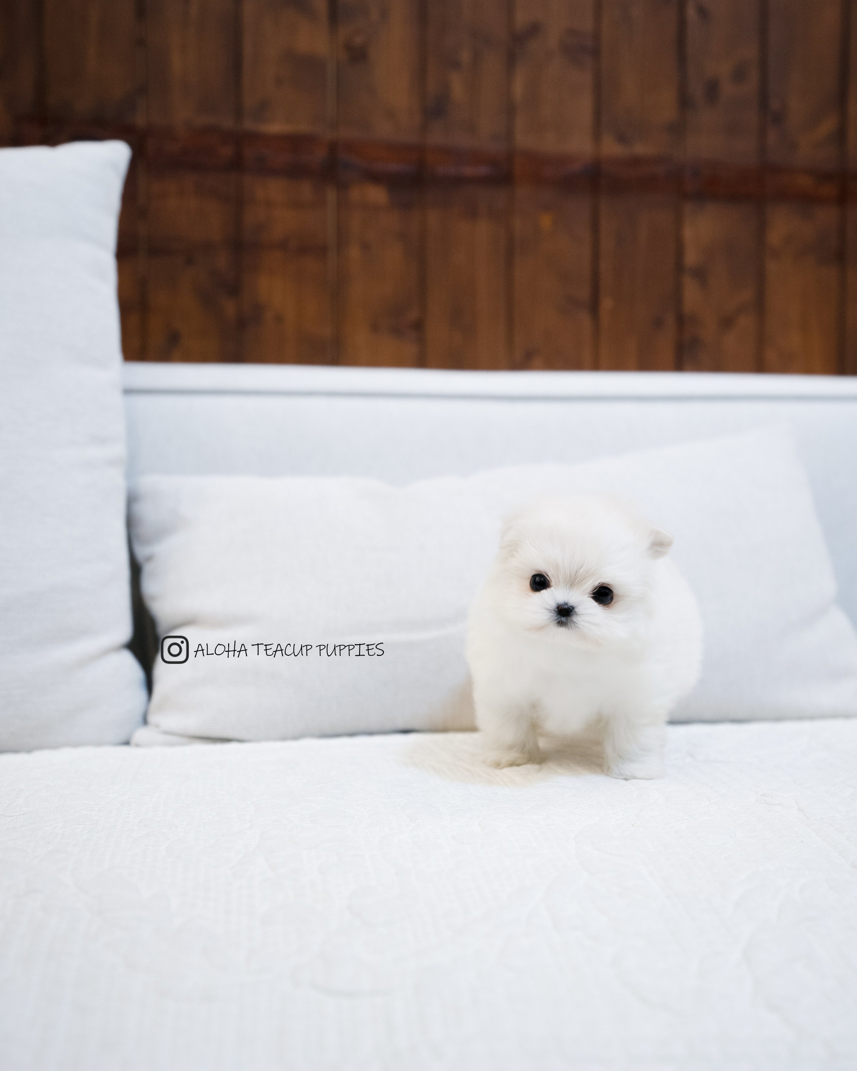 Luna [Maltipom MINI]