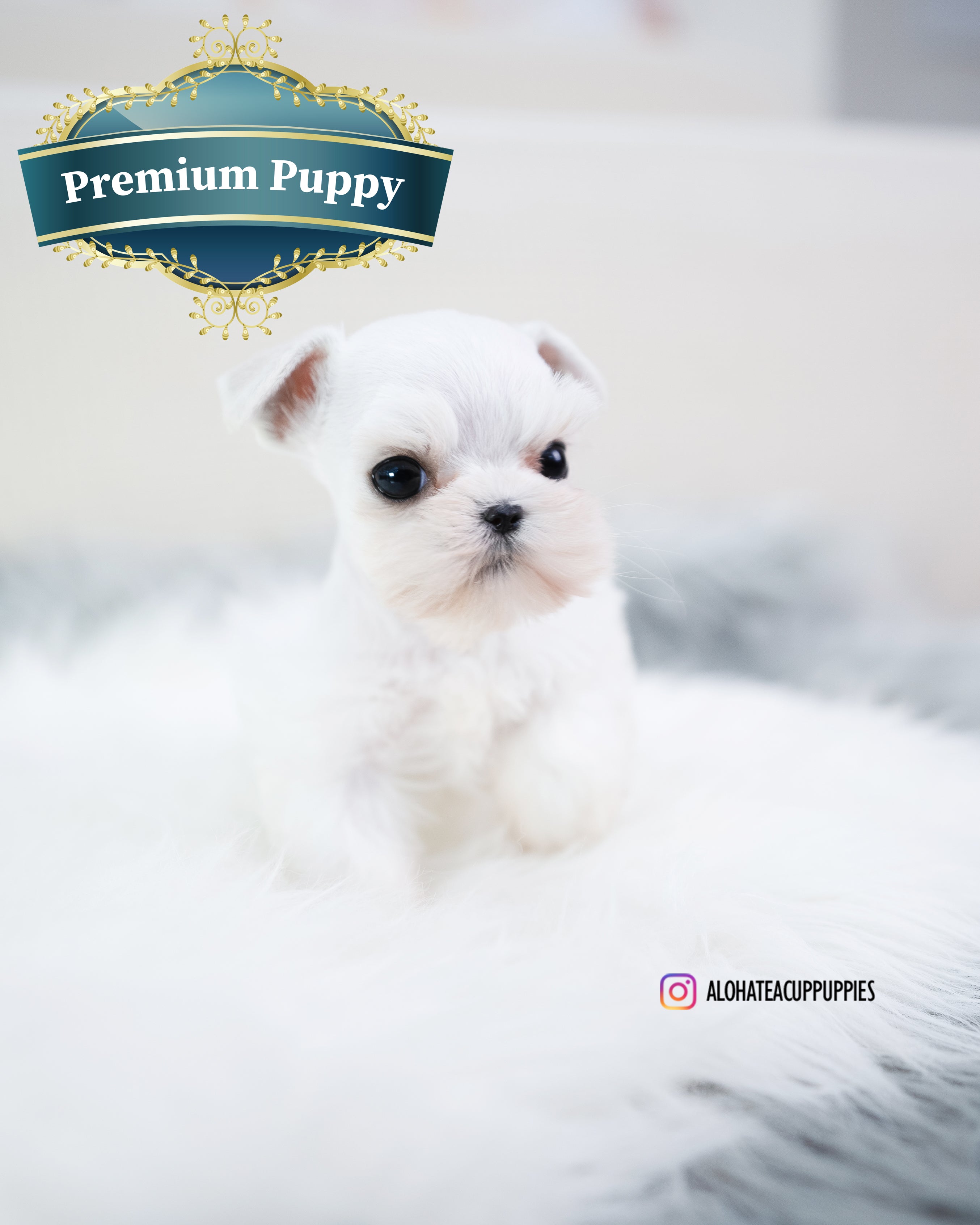 Lyn [Teacup Schnauzer]
