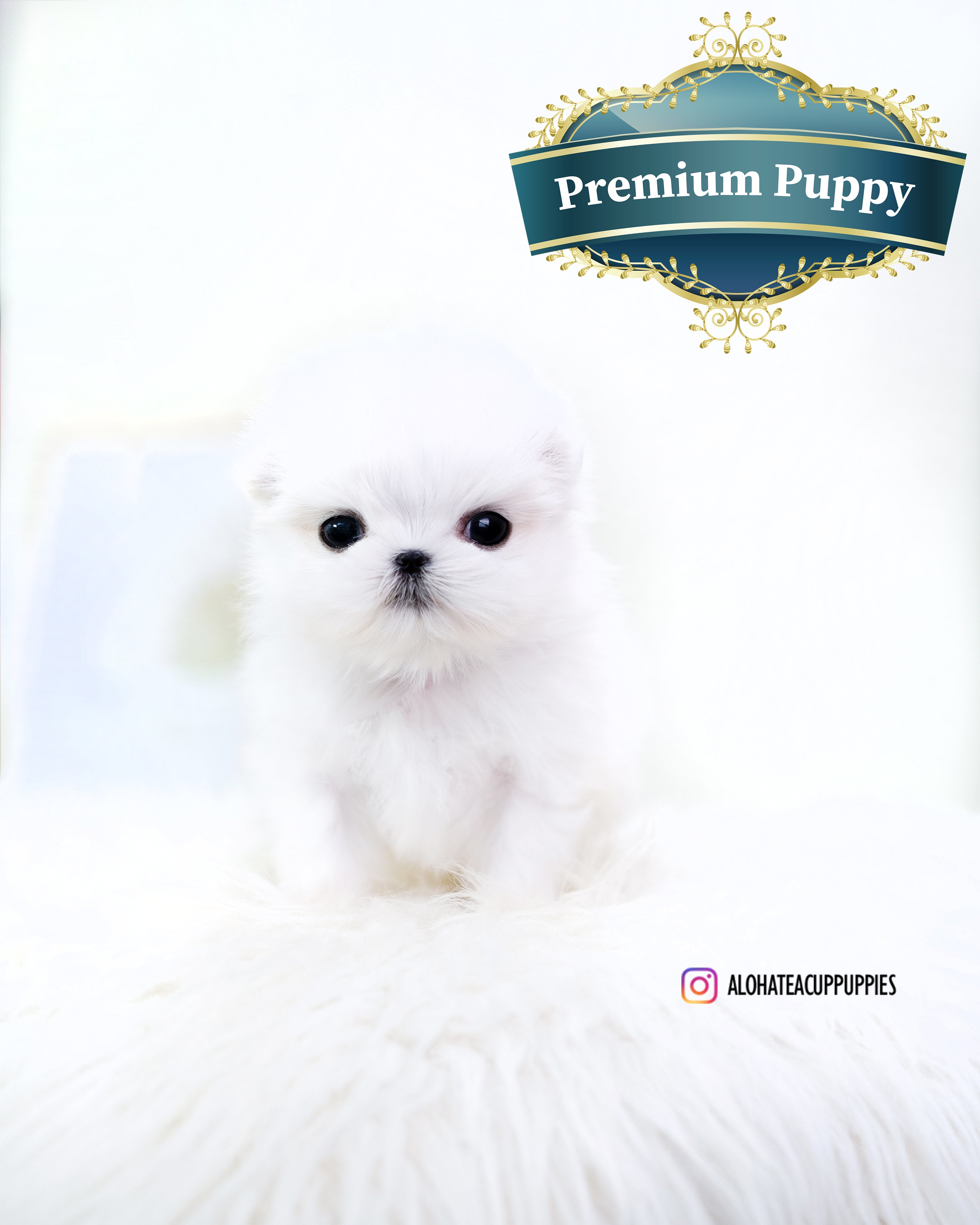 dove [TEACUP MALTESE]