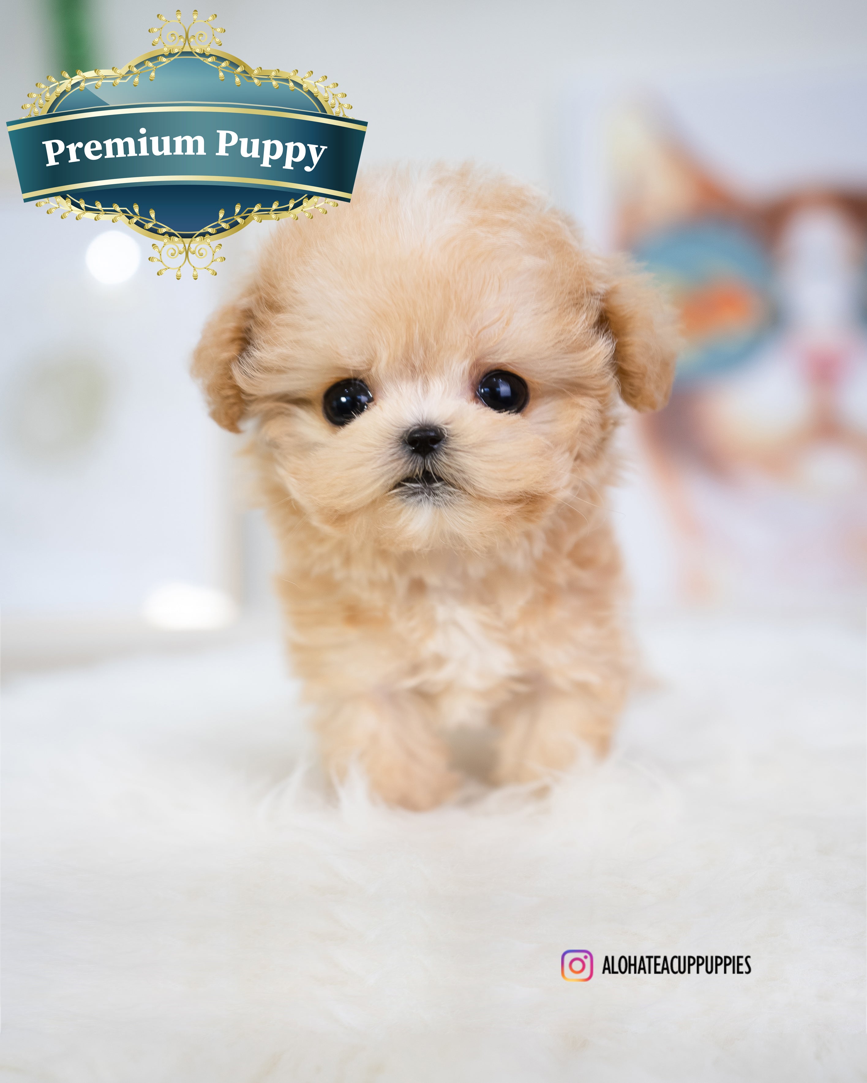 Gucci [TEACUP MALTIPOO]