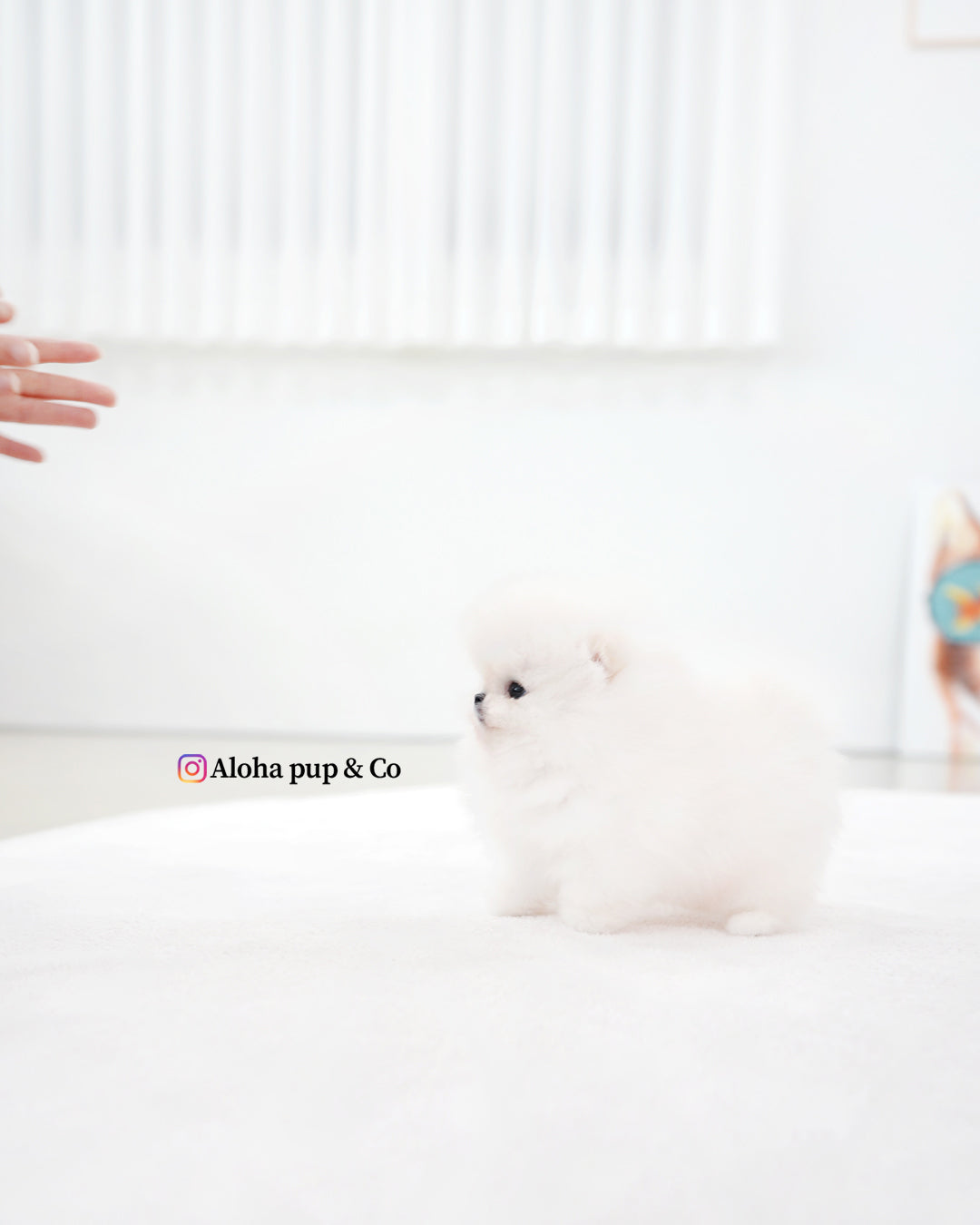 Boo [POMERANIA TAZA DE TÉ]