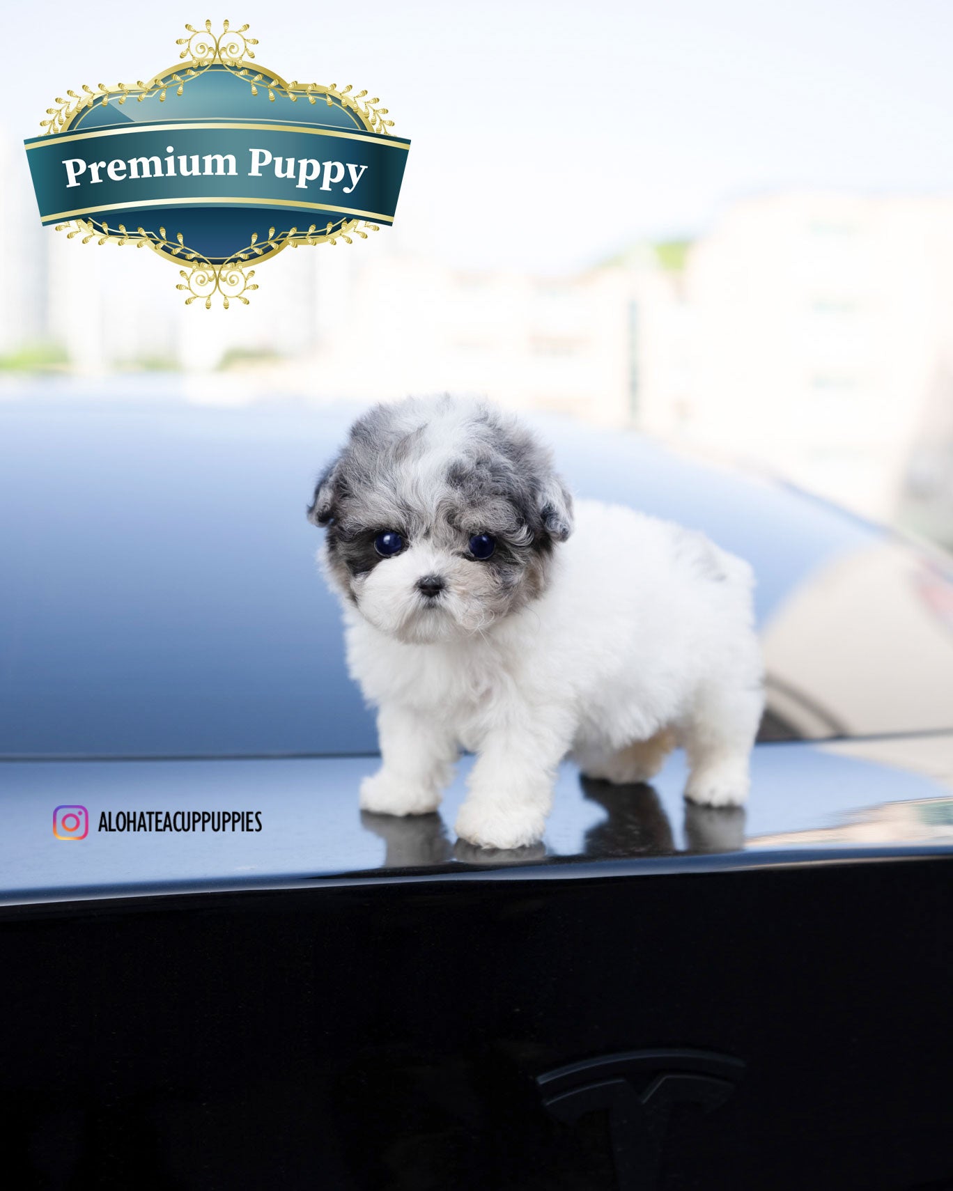 Star [TEACUP POODLE]