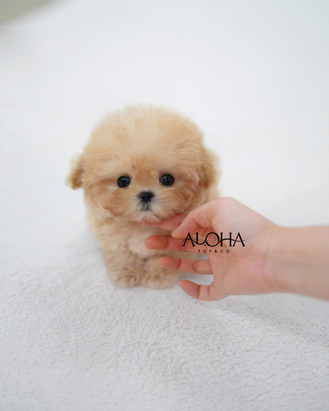 Tiffany [TEACUP MALTIPOO]