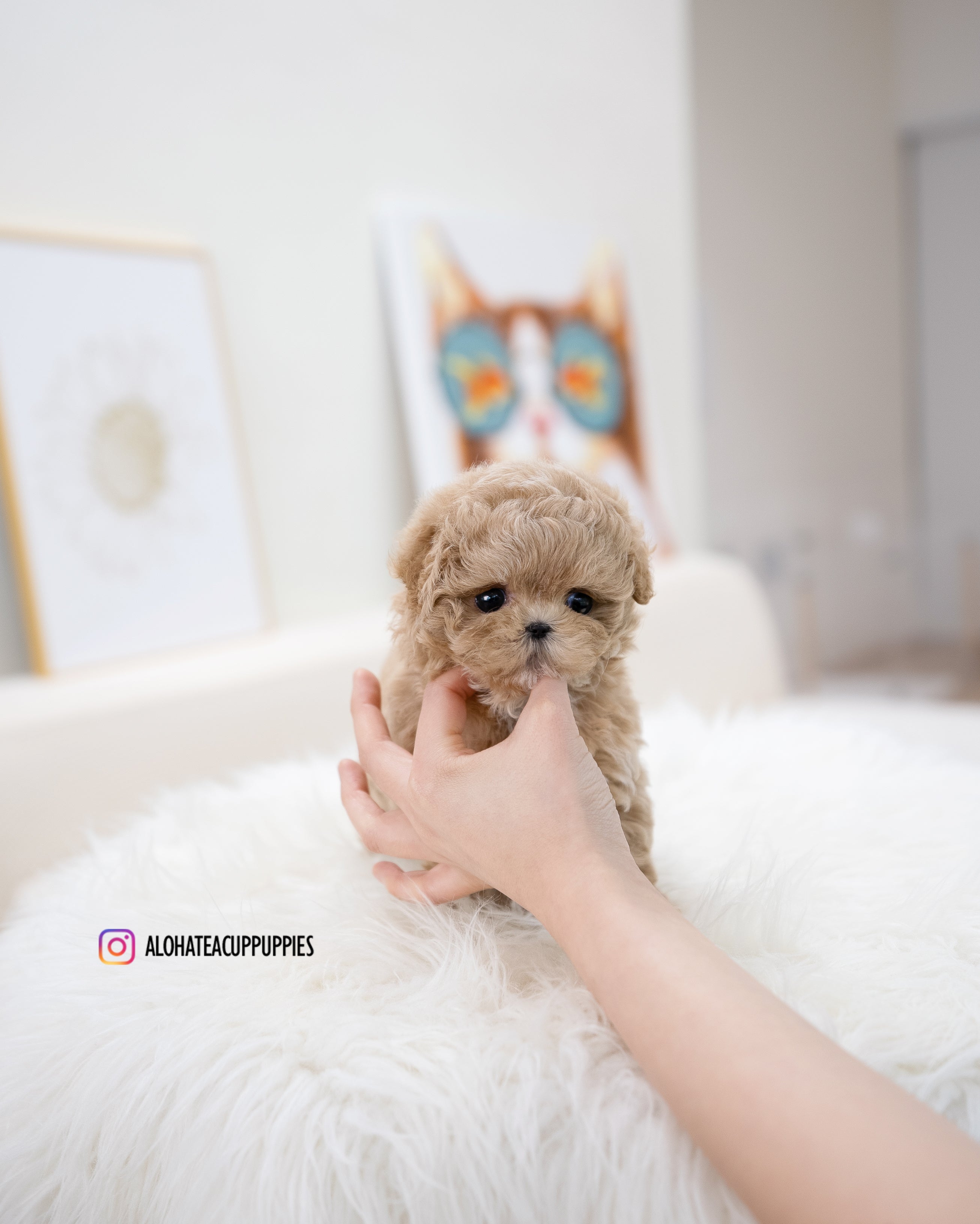 Muffin [TEACUP MALTIPOO]