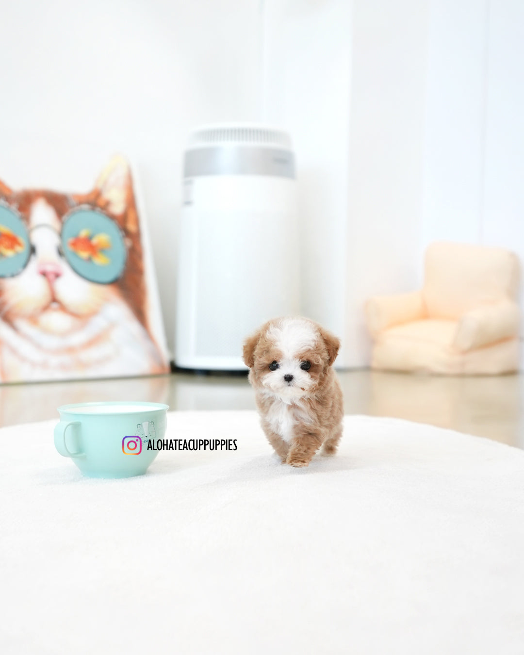 Burberry [TEACUP MALTIPOO]