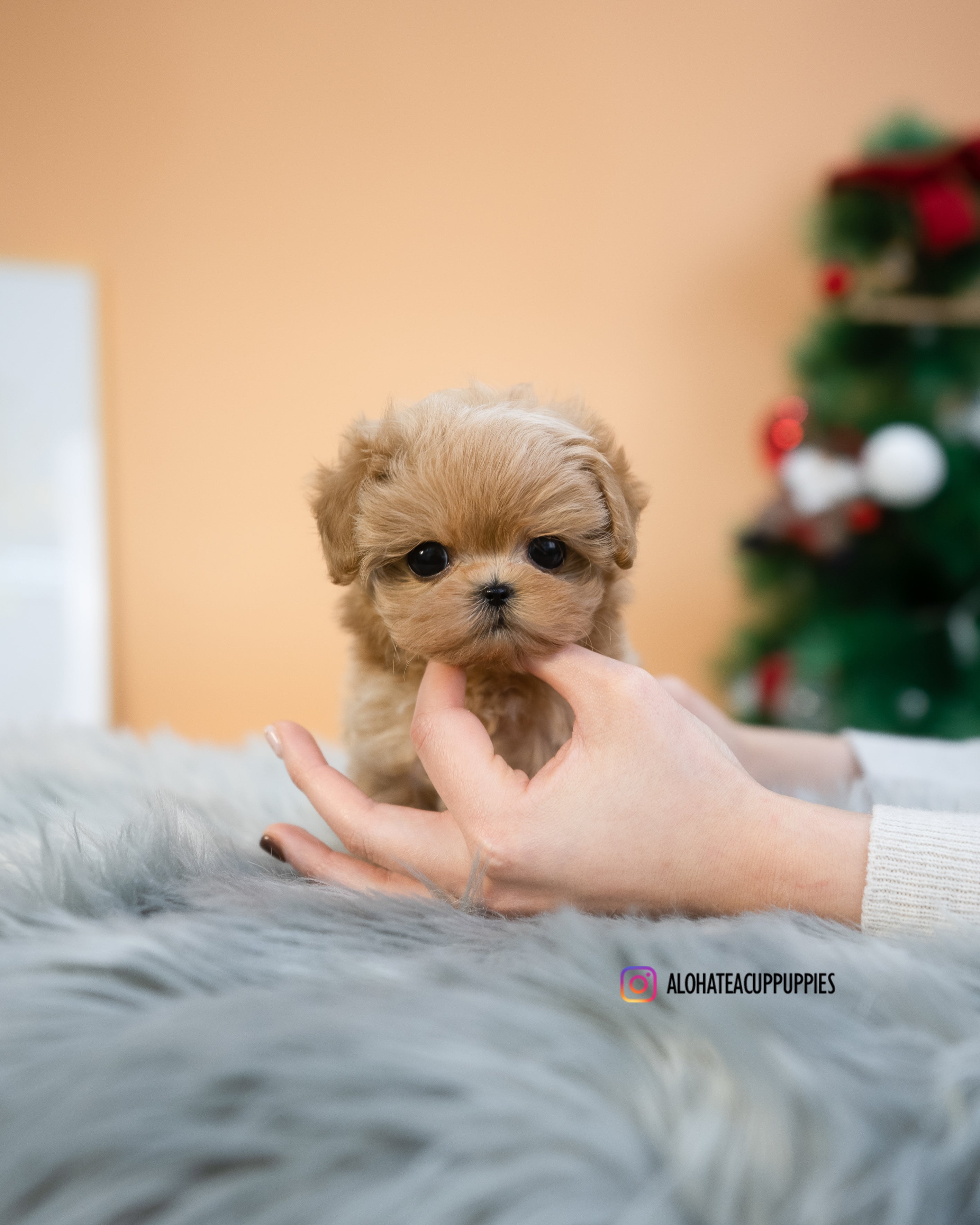 Lucas [TEACUP MALTIPOO]