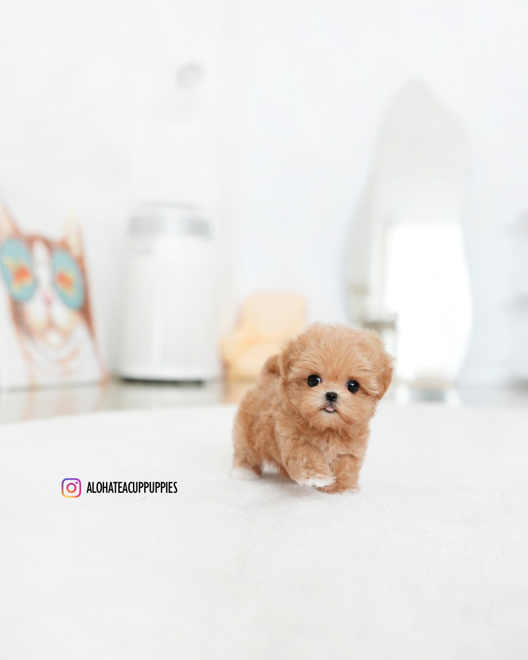 Cruz [TEACUP MALTIPOO]