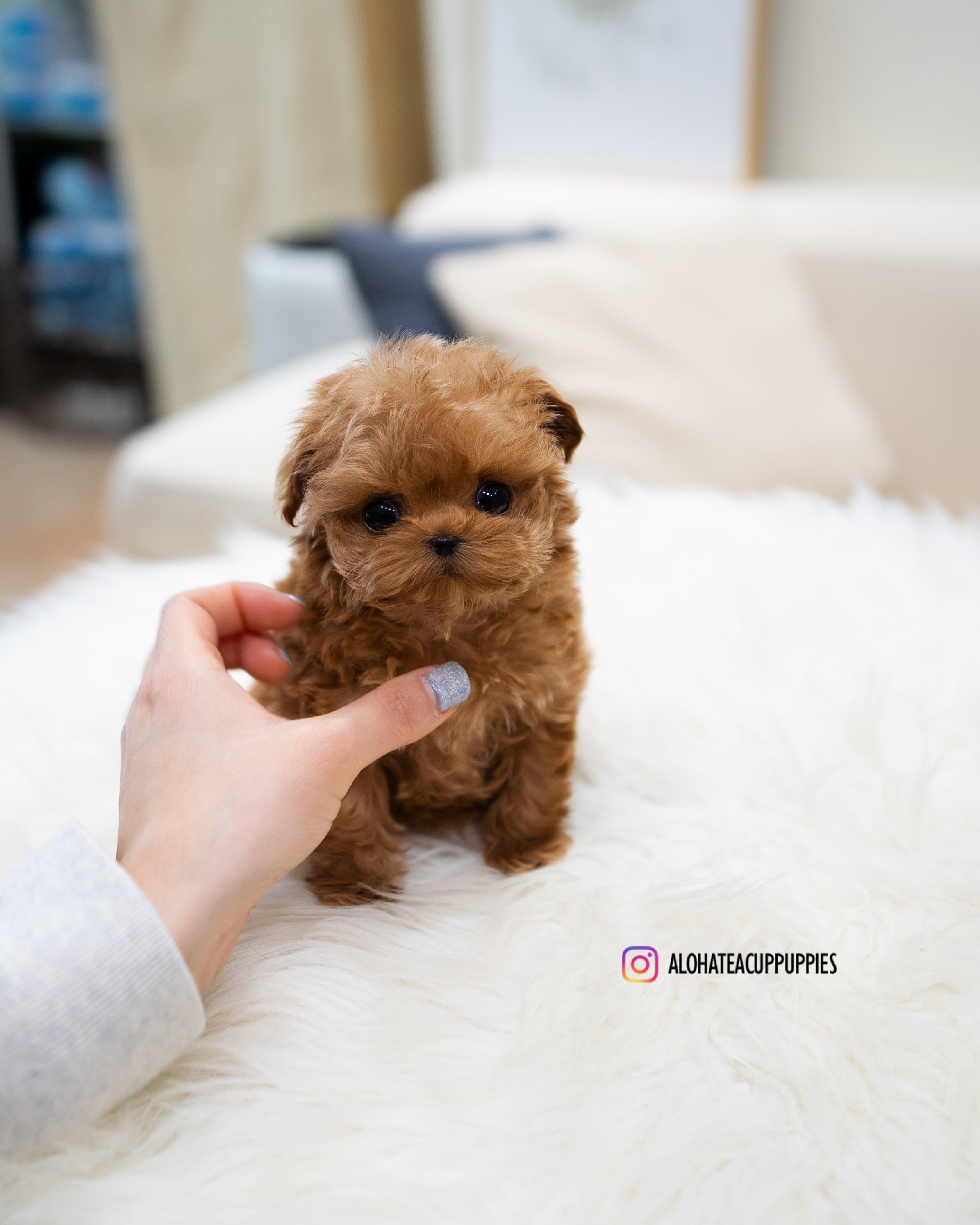 Magot [TEACUP MALTIPOO]