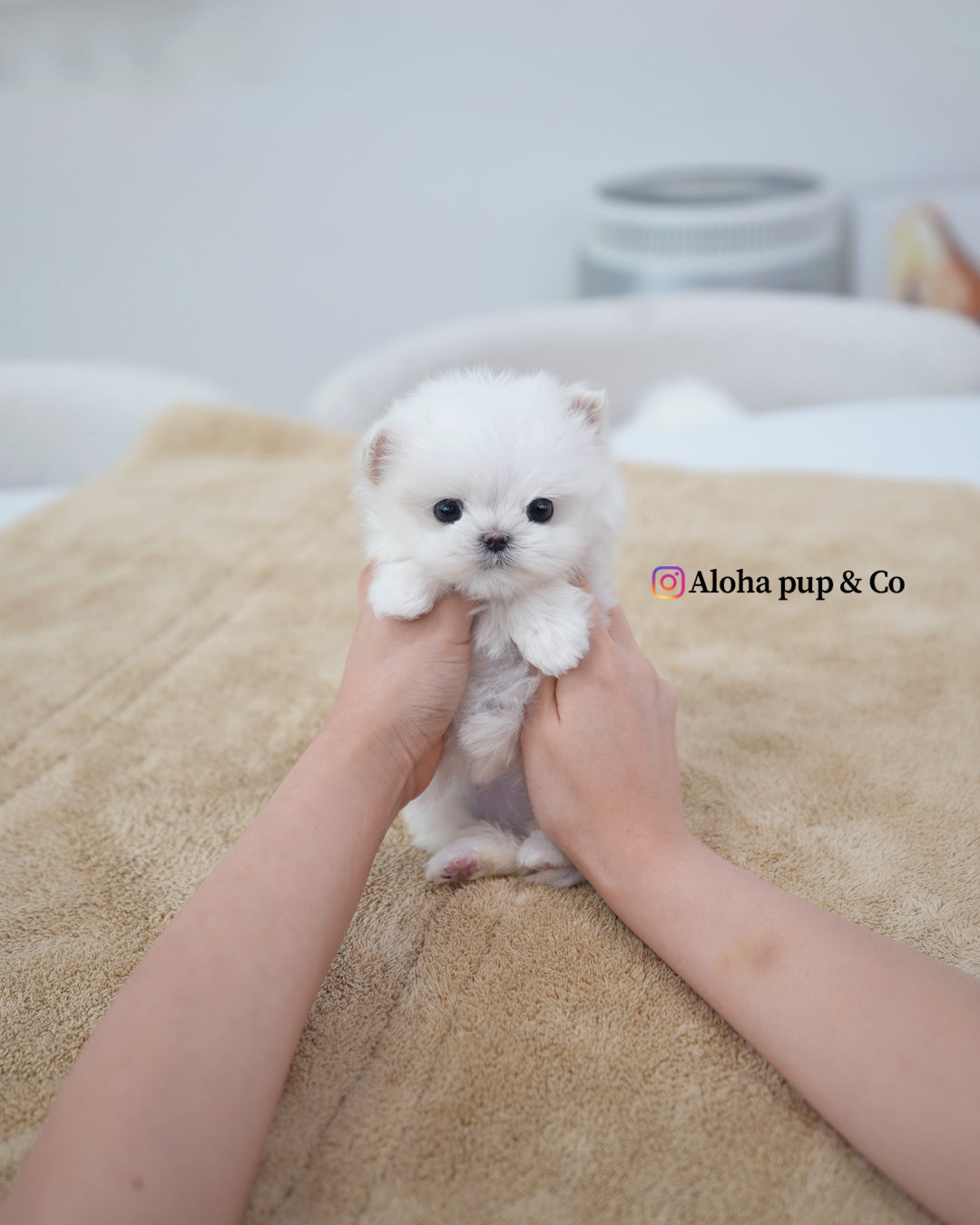 Mia [TEACUP MALTESE]