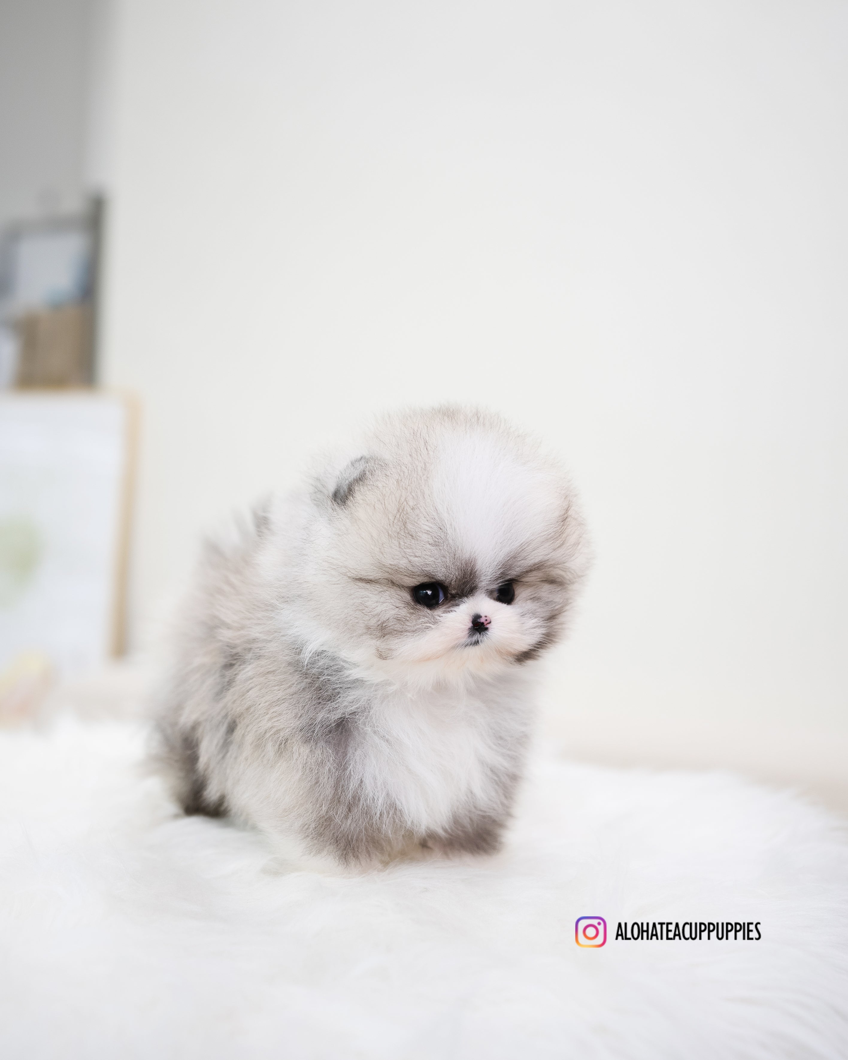 托比 [茶杯博美犬]