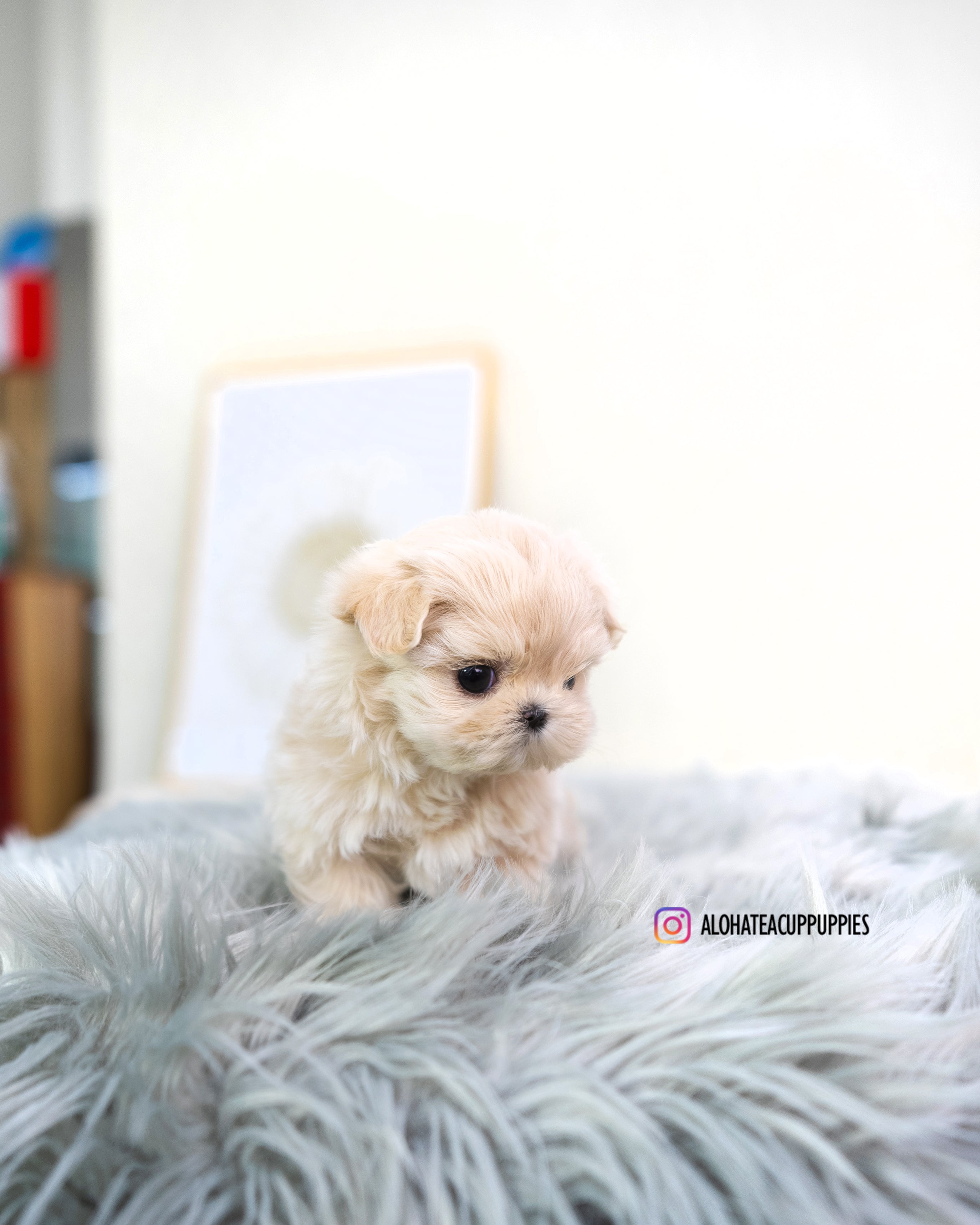 Susan [TEACUP MALTIPOO]
