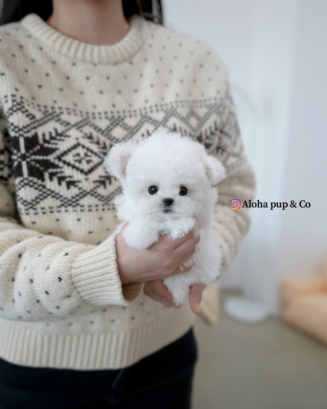 Bichón [DE BOLSILLO]