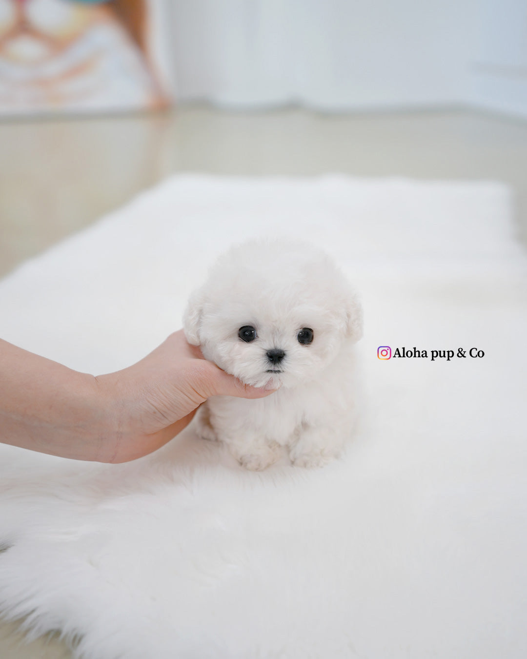 泡泡 [茶杯比熊犬]