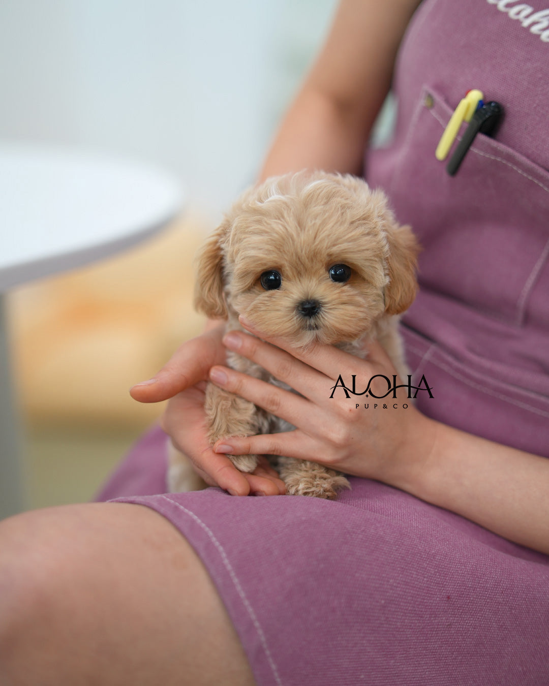 Nemo [TEACUP MALTIPOO]
