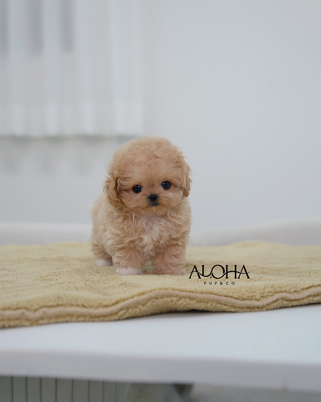 Mabie [TEACUP MALTIPOO]