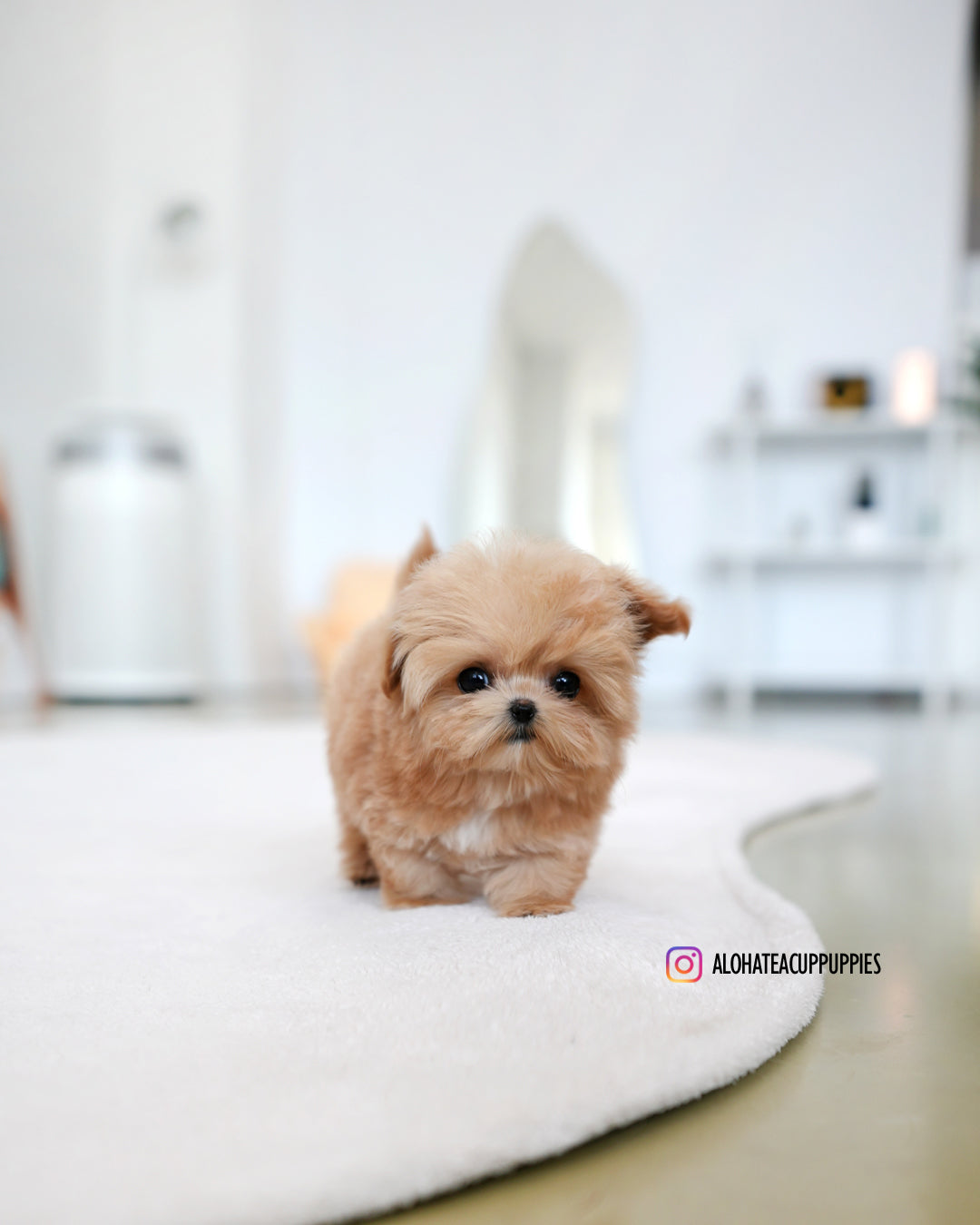 Ringo [TEACUP MALTIPOO]