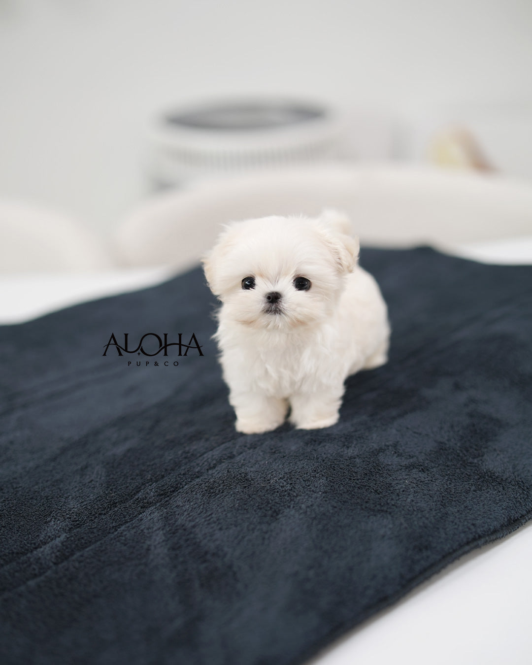 Ben [TEACUP Maltese]