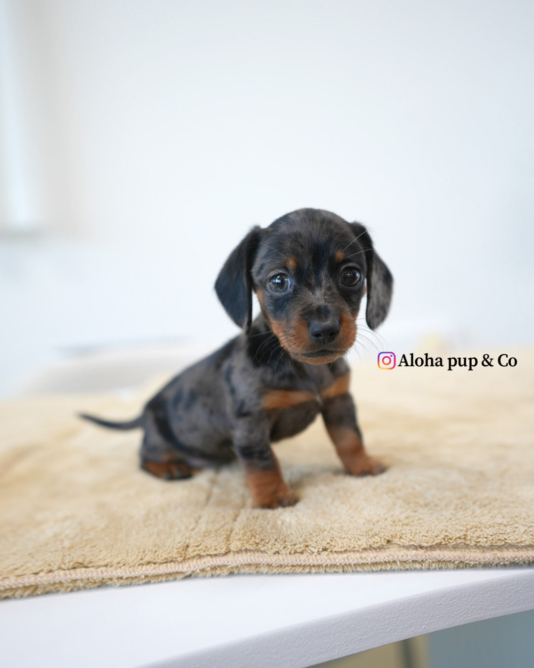 Zoe [Mini Dachshund]