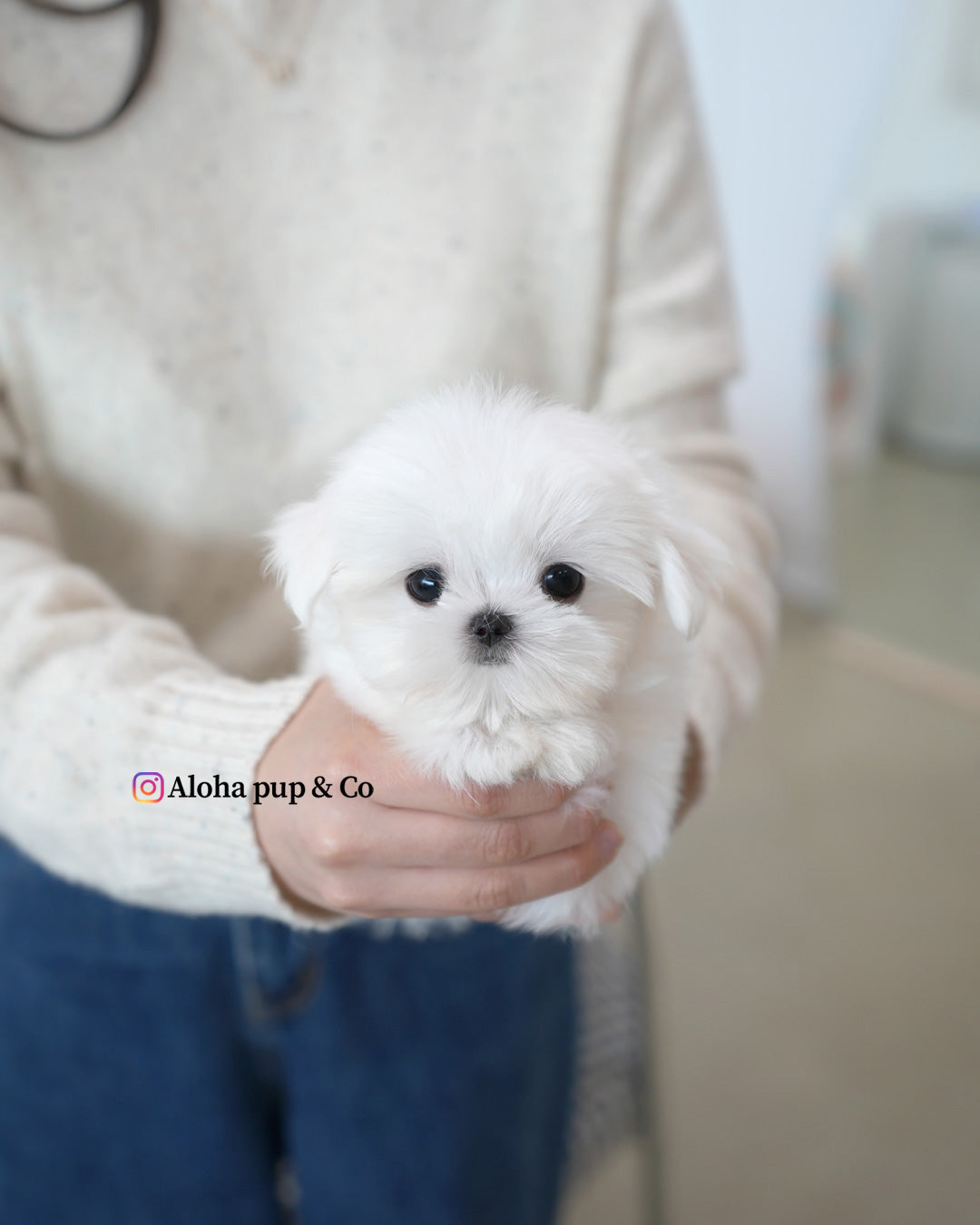 Lulu [TEACUP MALTESE]