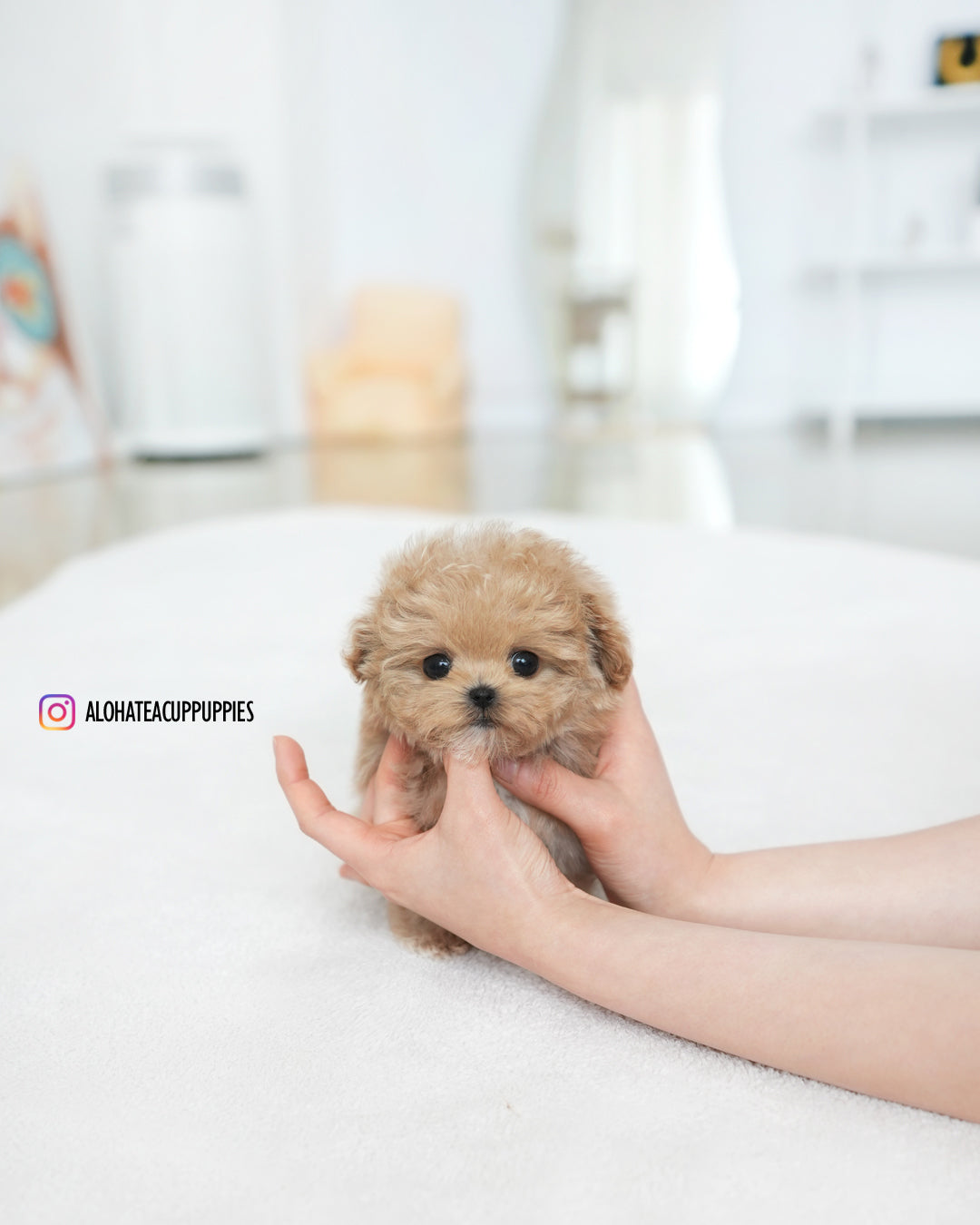 Paco [TEACUP MALTIPOO]