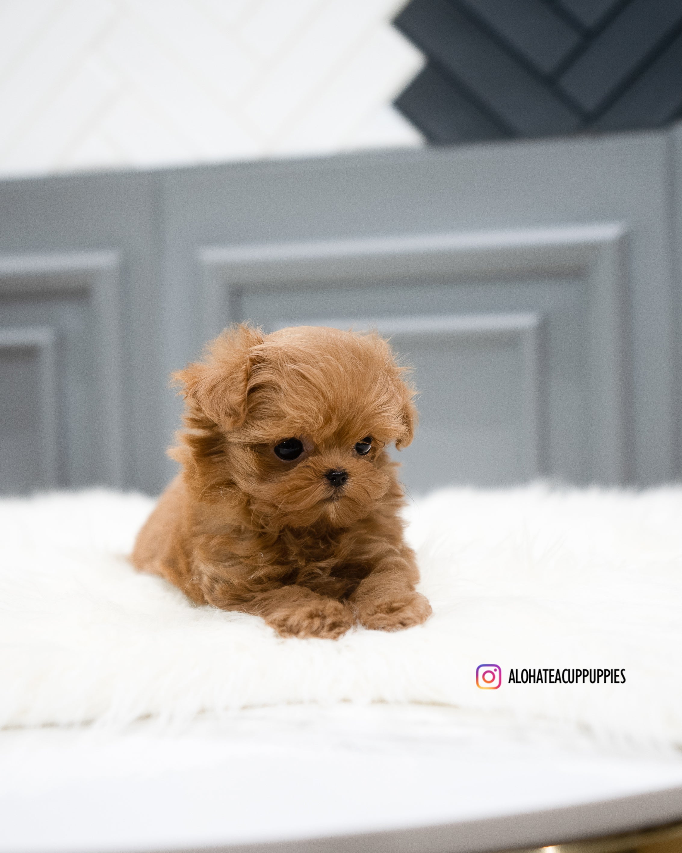 Nova [TEACUP MALTIPOO]