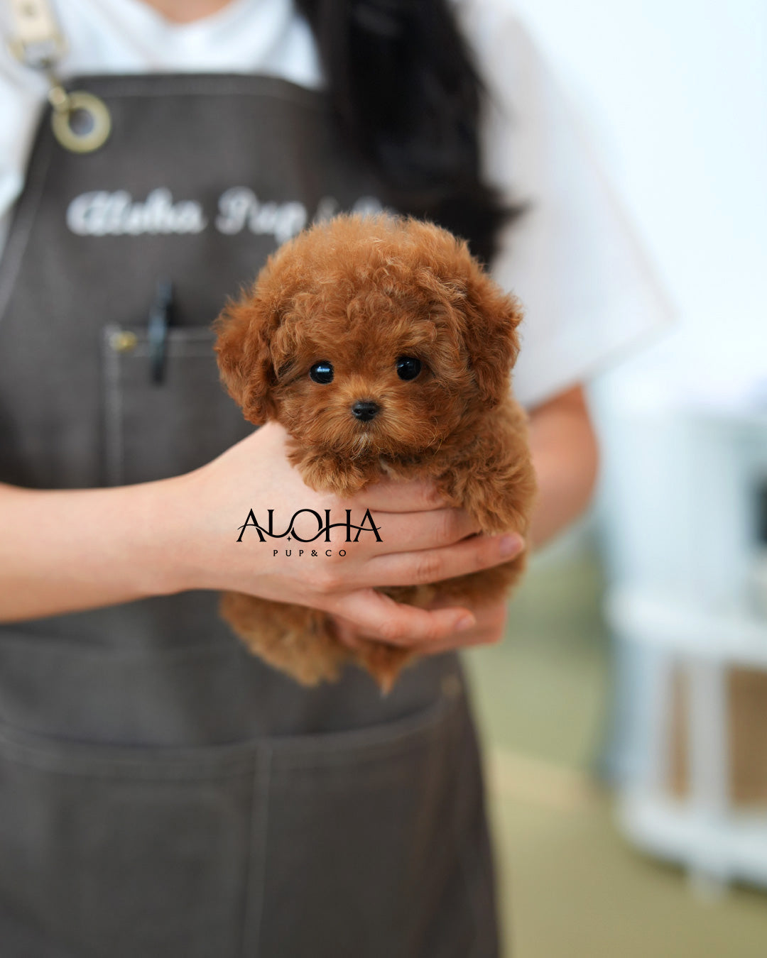 Cherry [TEACUP MALTIPOO]