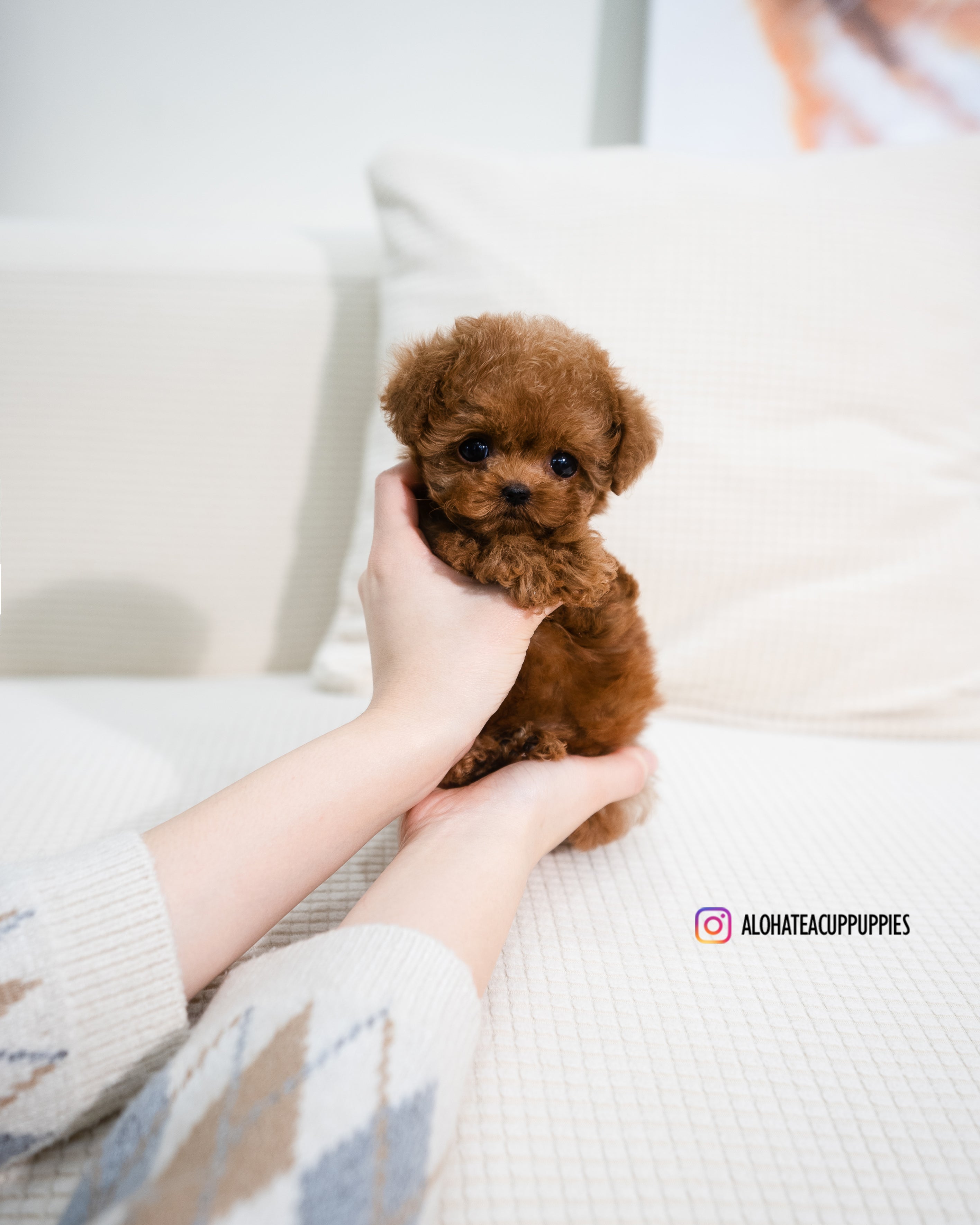 Angela [TEACUP POODLE]