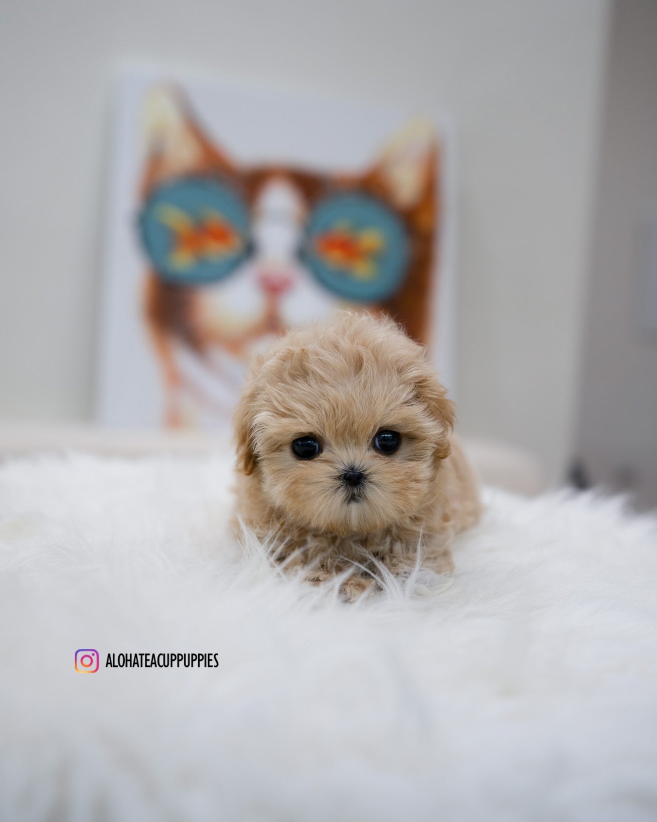 Lizzy [TEACUP MALTIPOO]