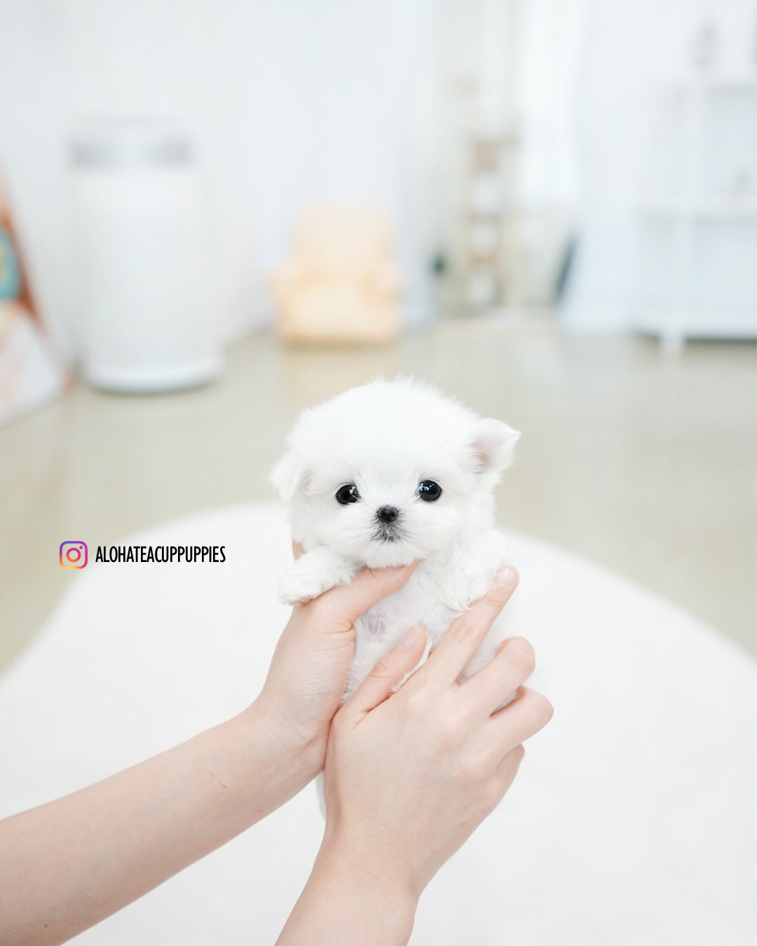 Cody [TEACUP MALTESE]